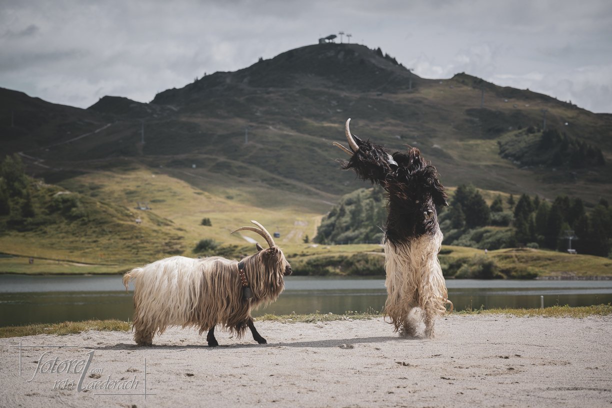 fotorel_Tiere_241