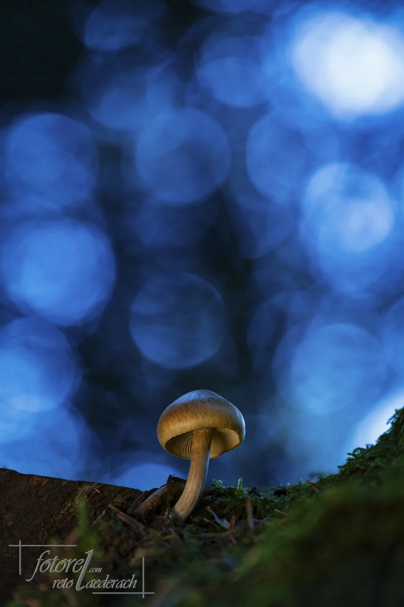 fotorel_Pilze_263