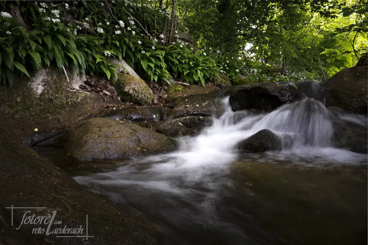 fotorel_Wald_252