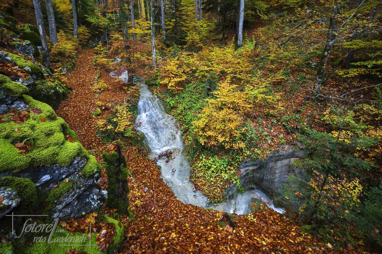 fotorel_Wald_256