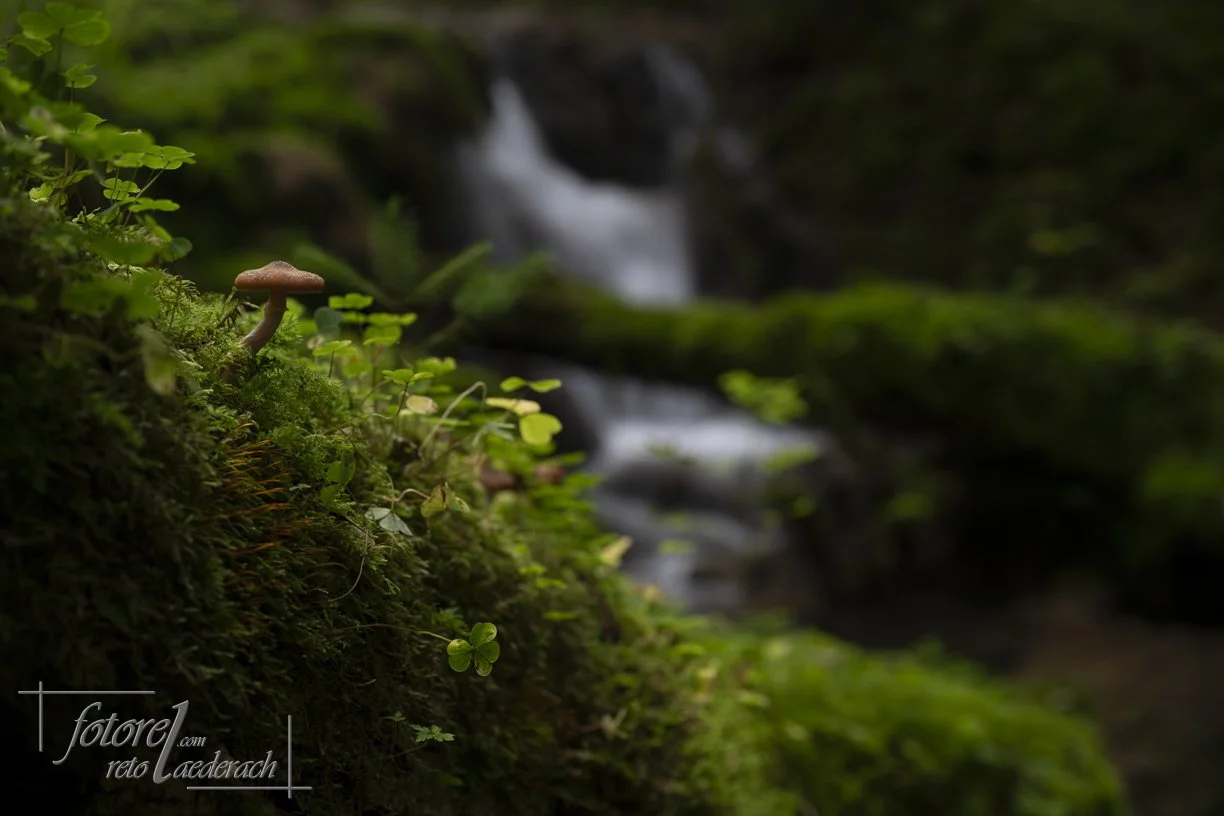 fotorel_Pilze_264