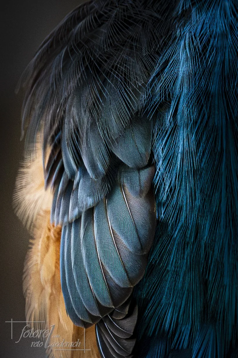 fotorel_Tiere_246