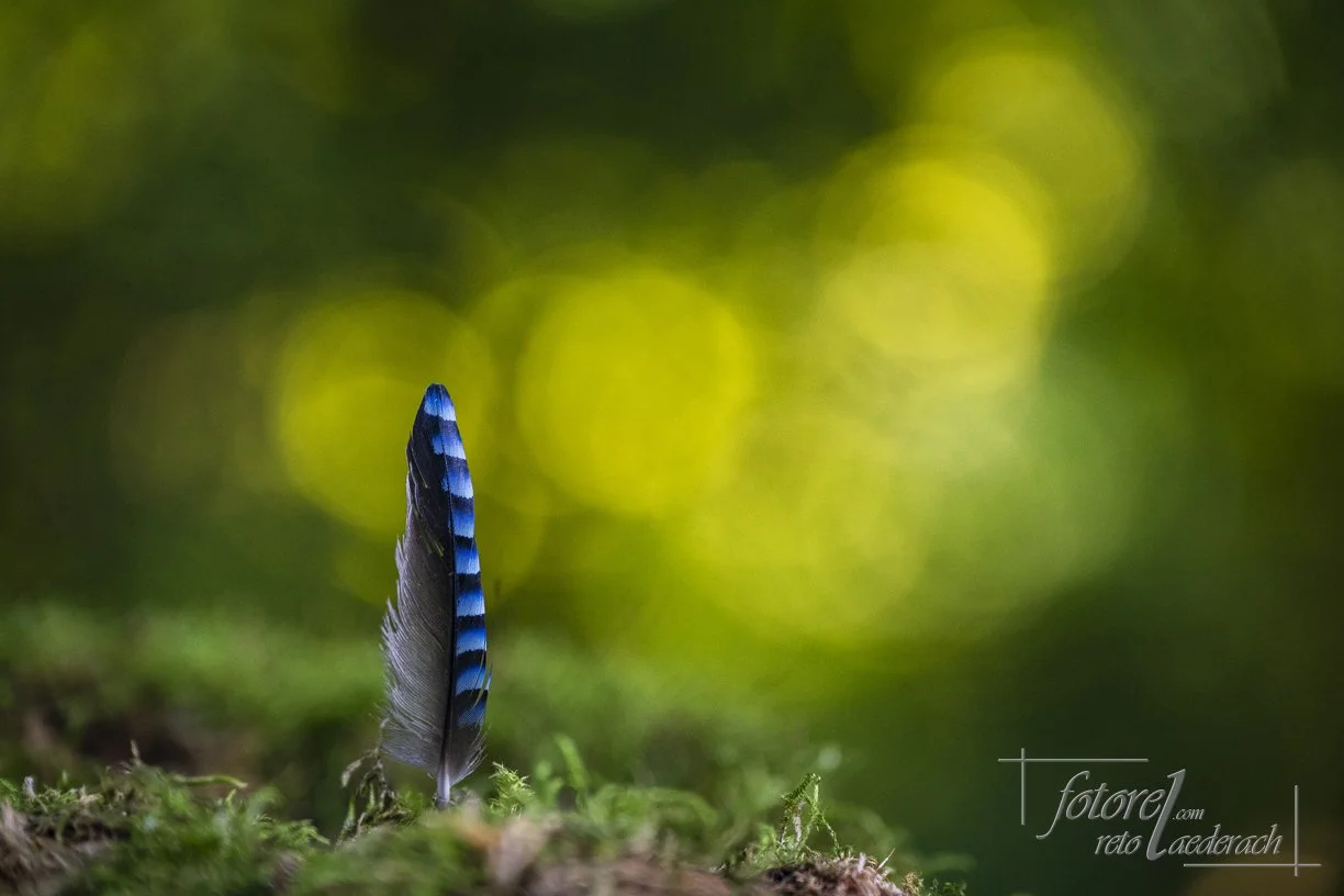 Die wartende Feder.jpg