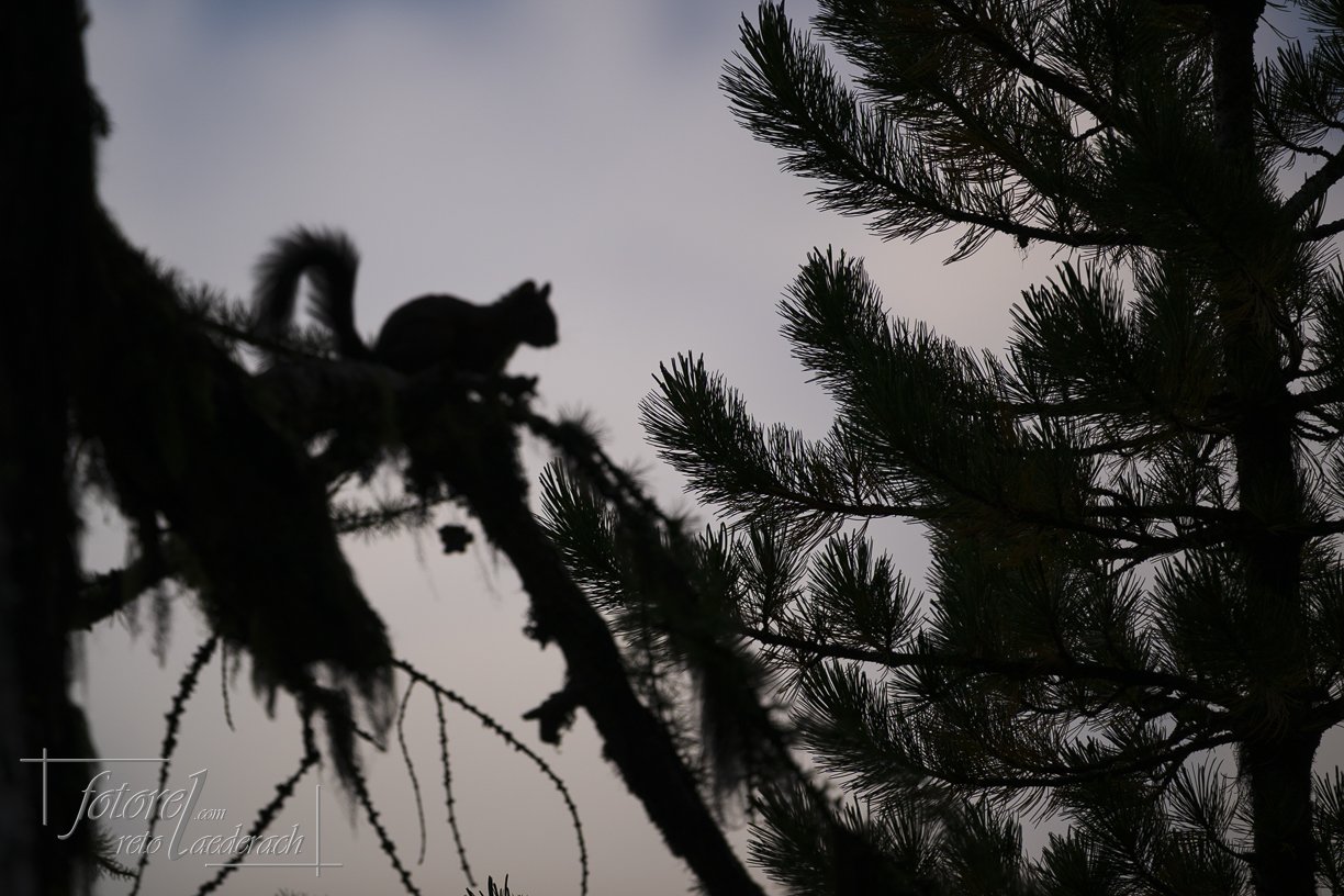 fotorel_Tiere_243