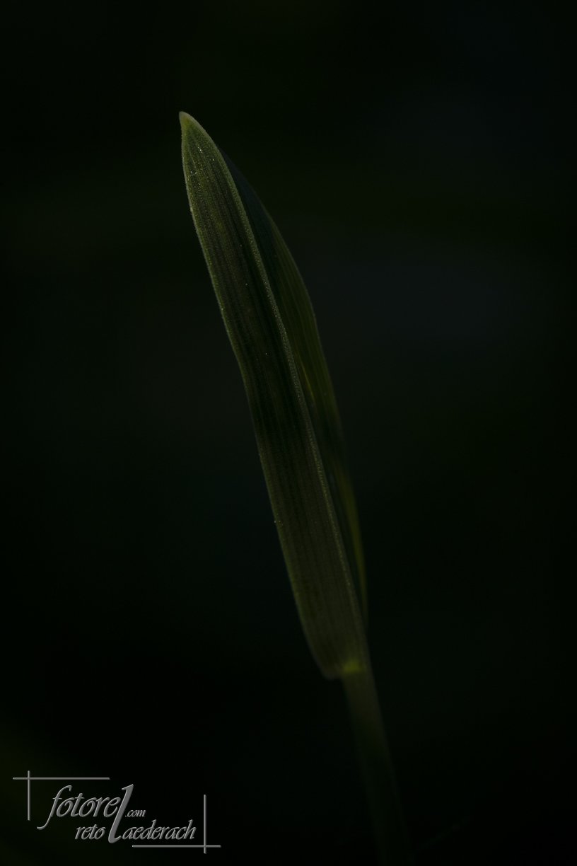 fotorel_Detail_233