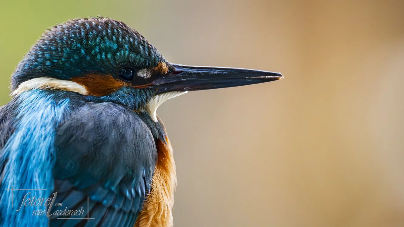 fotorel_Tiere_245