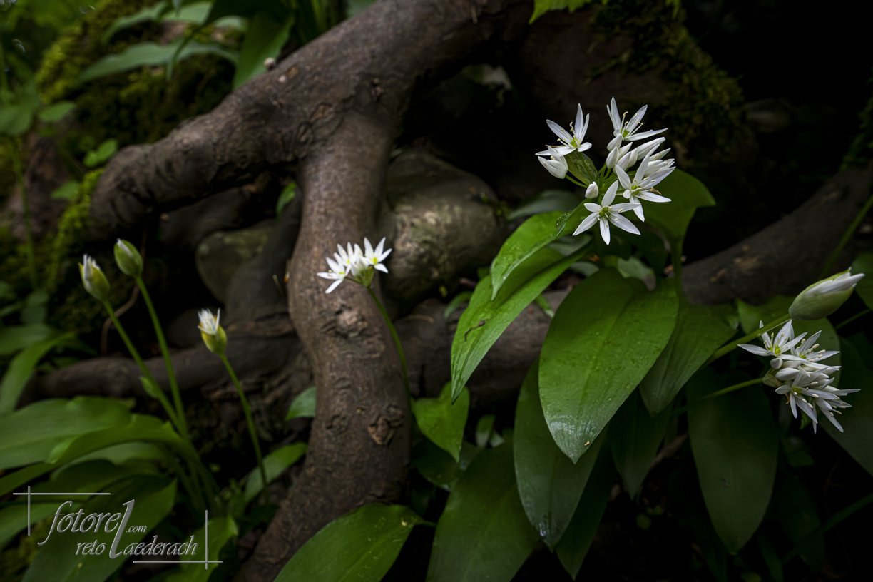 fotorel_Wald_259