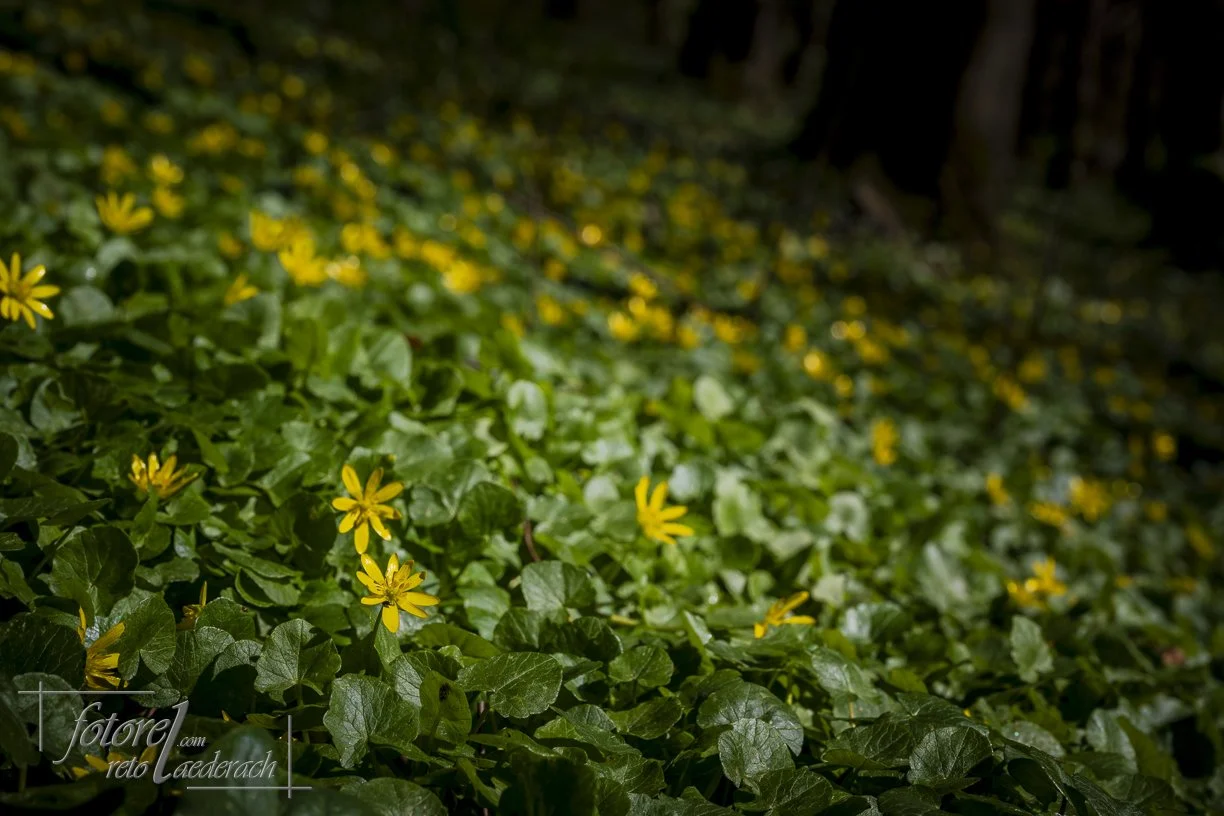 fotorel_Wald_251
