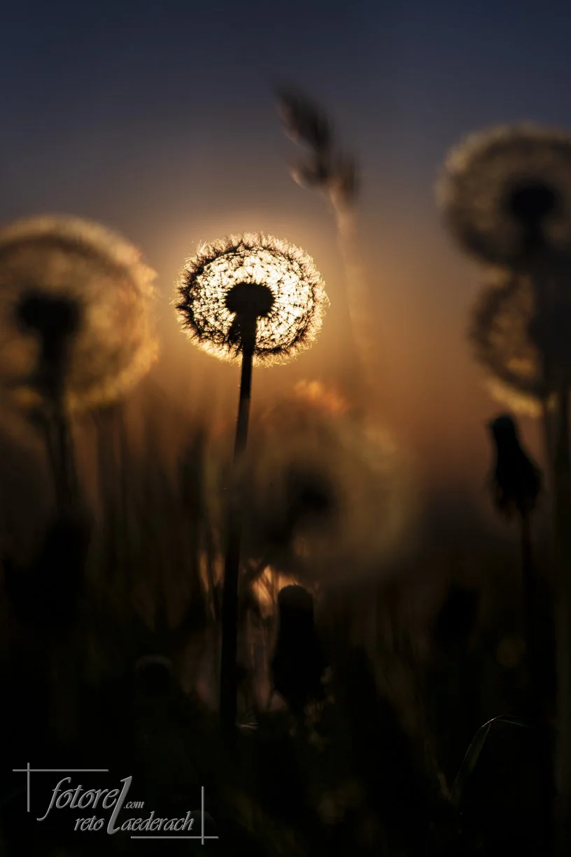 fotorel_Detail_228