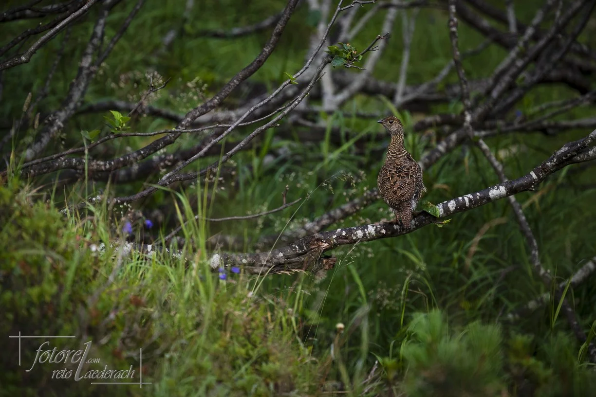 fotorel_Tiere_242