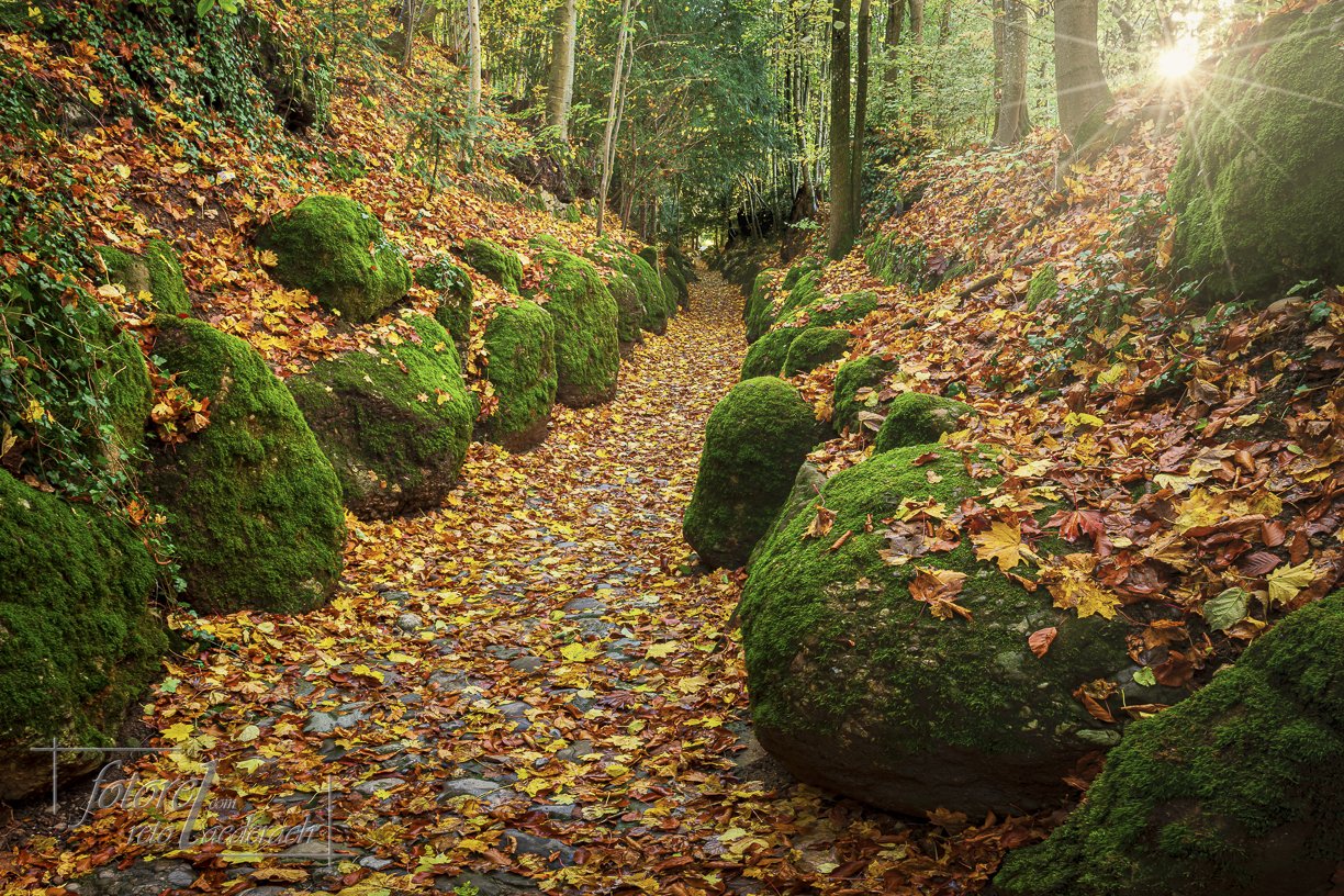 fotorel_Wald_077.jpg