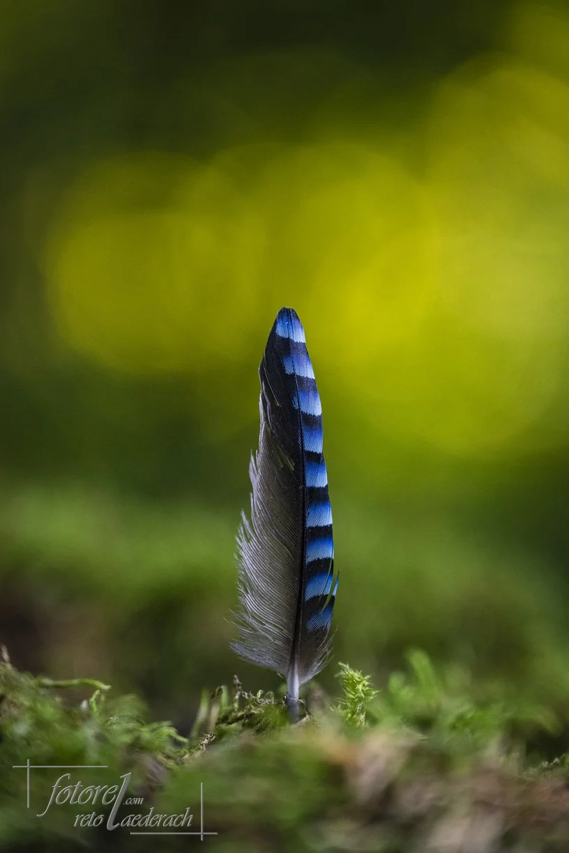 fotorel_Detail_236