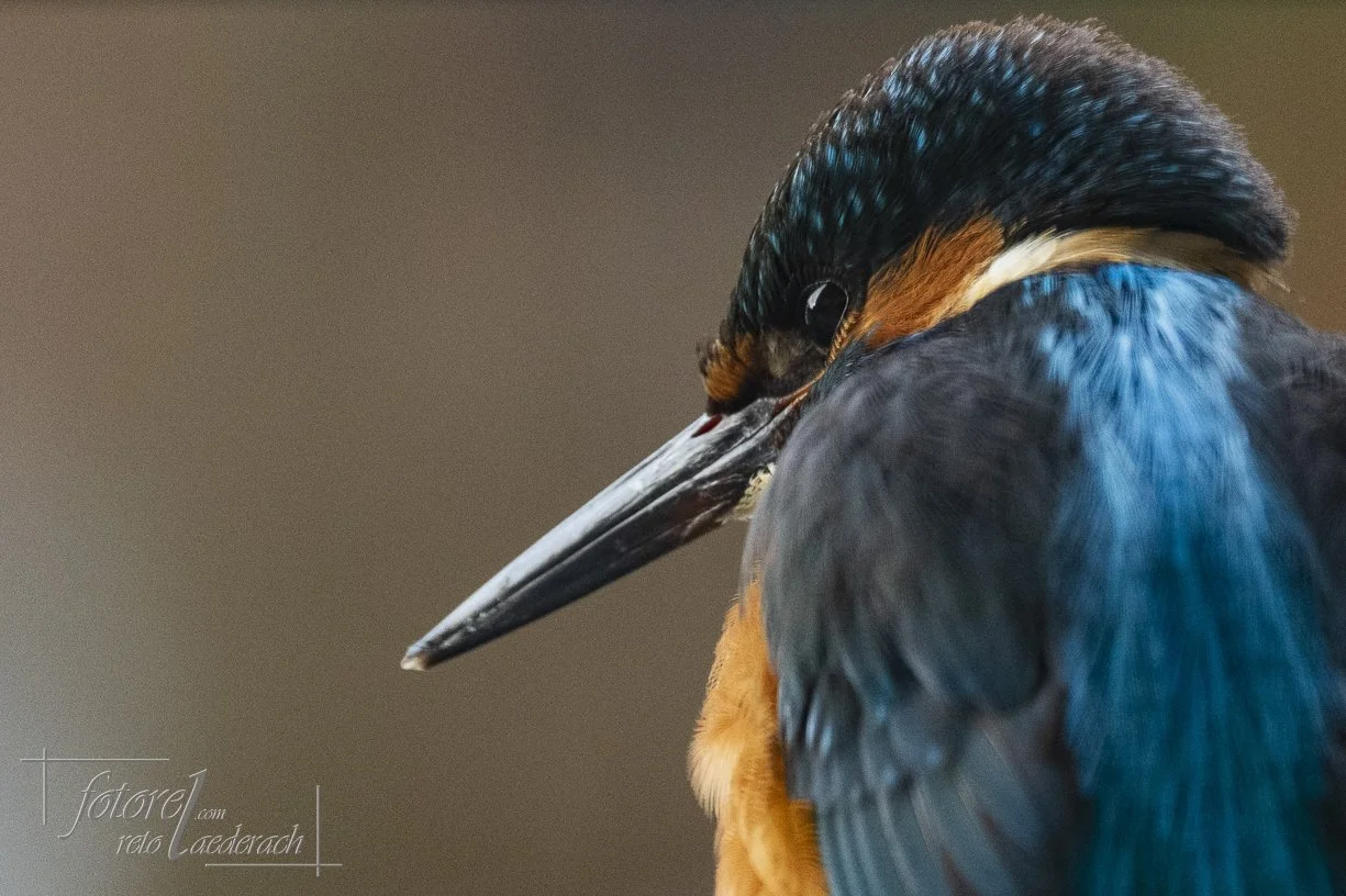 fotorel_Tiere_244
