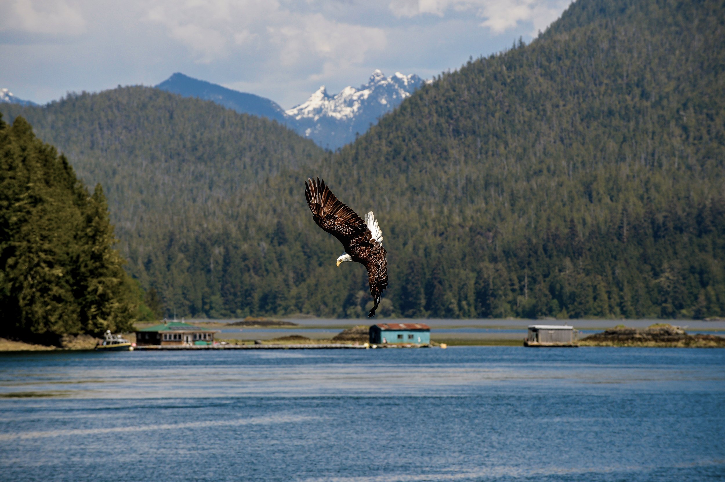 Coastal Wildlife
