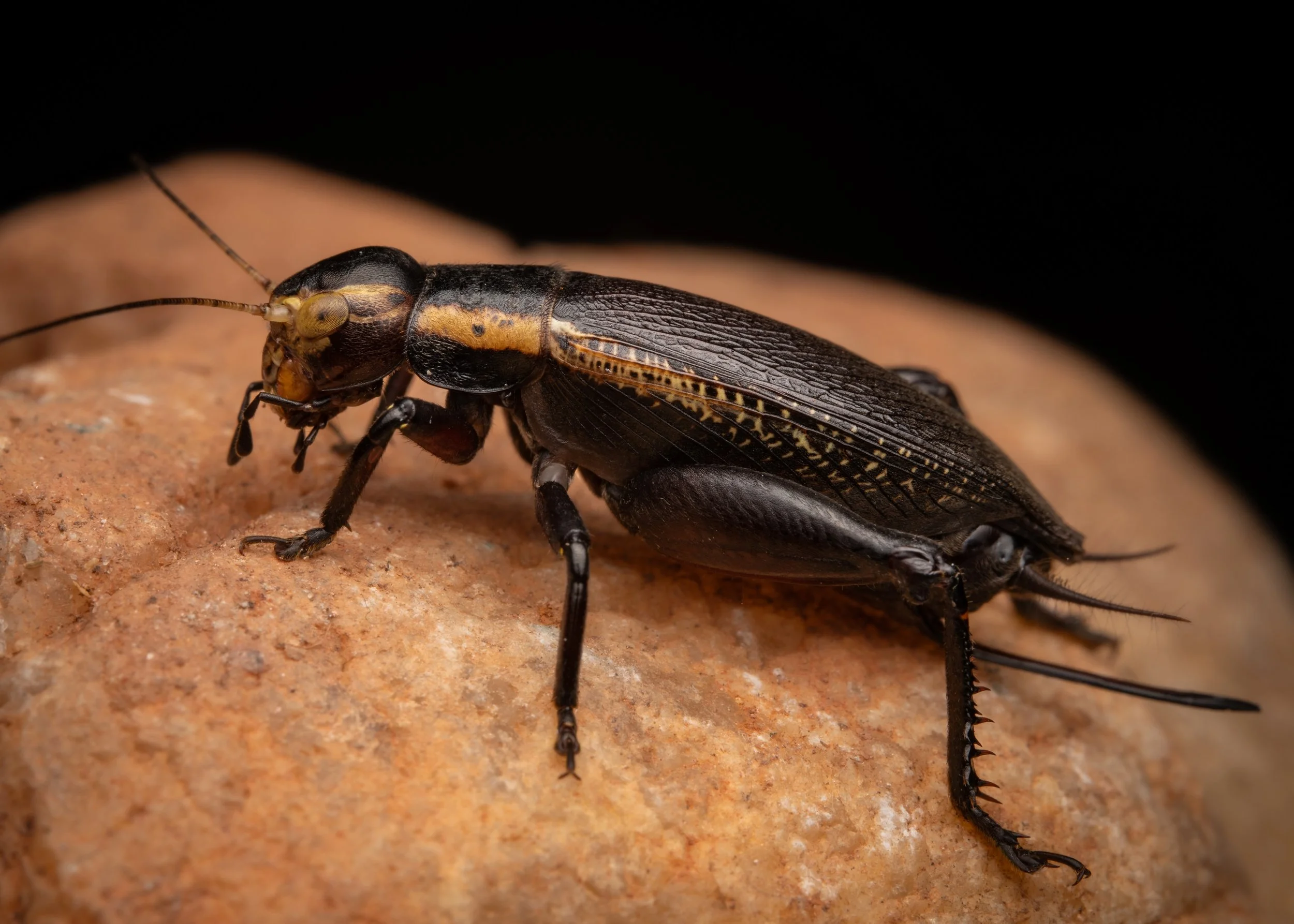 Orthoptera - 18.jpeg