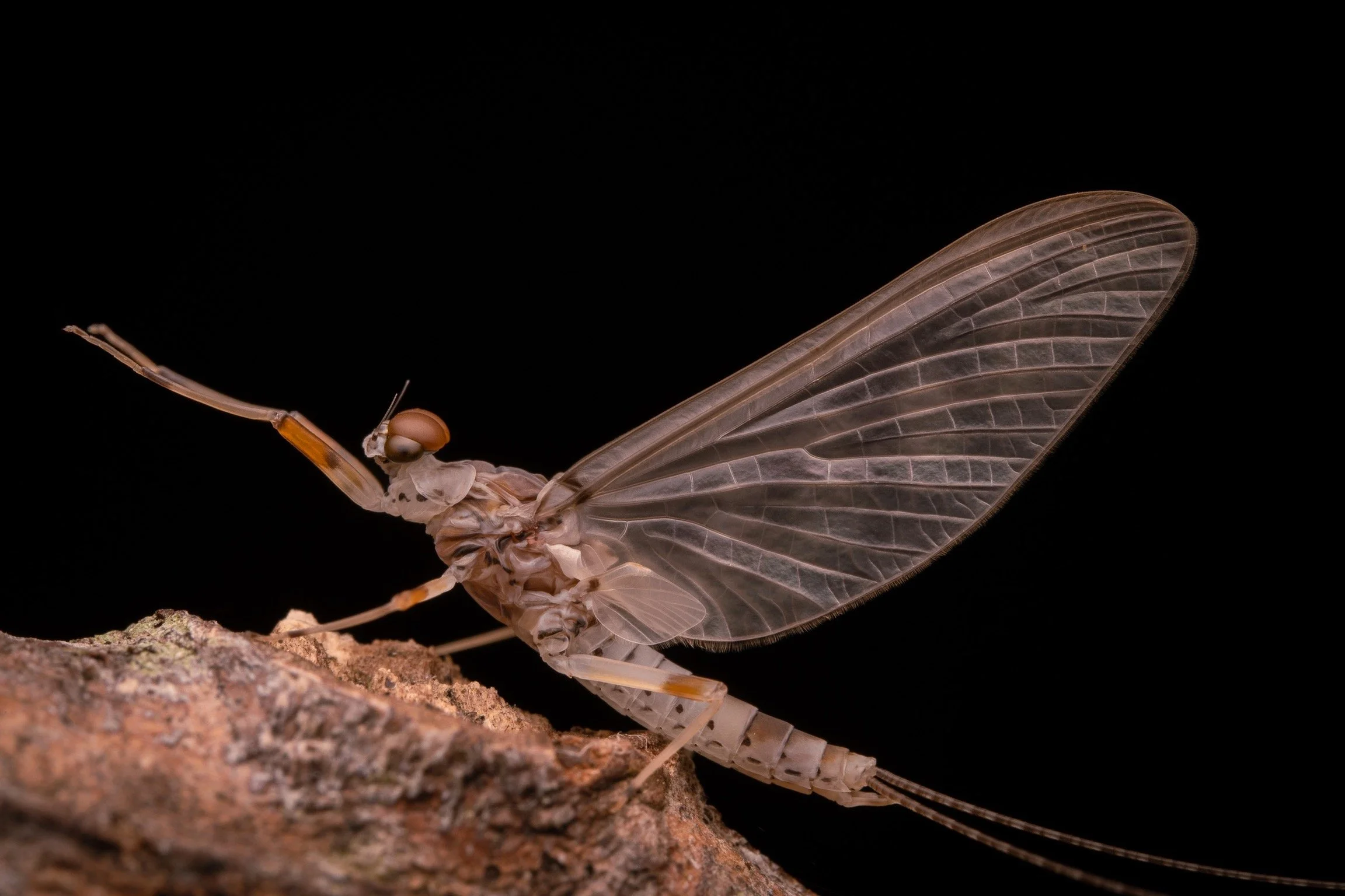 Leptophlebiidae - 55.jpeg