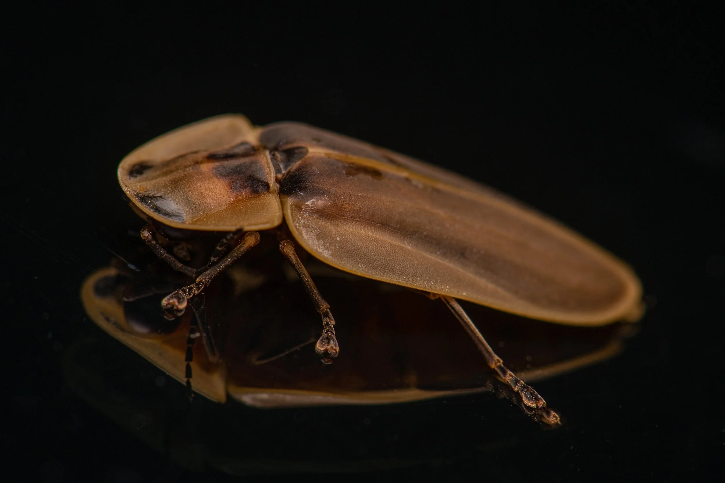 COLEOPTERA