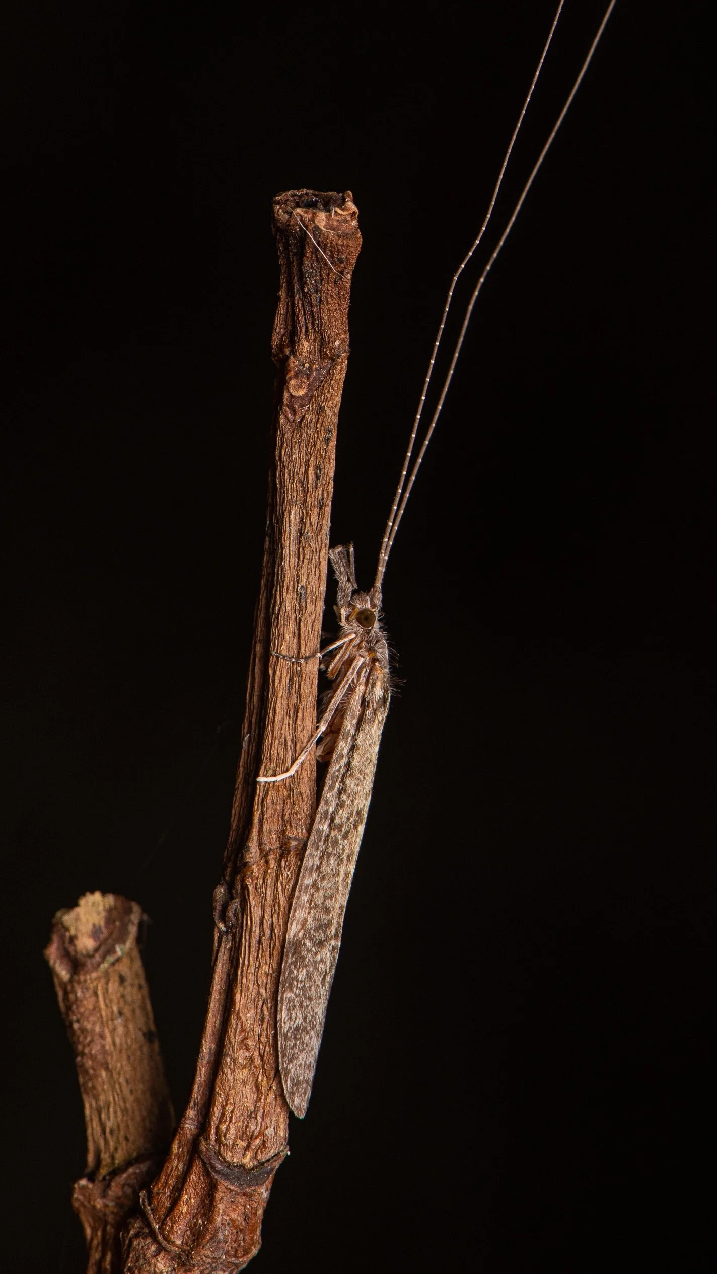 Trichoptera - 25.jpeg