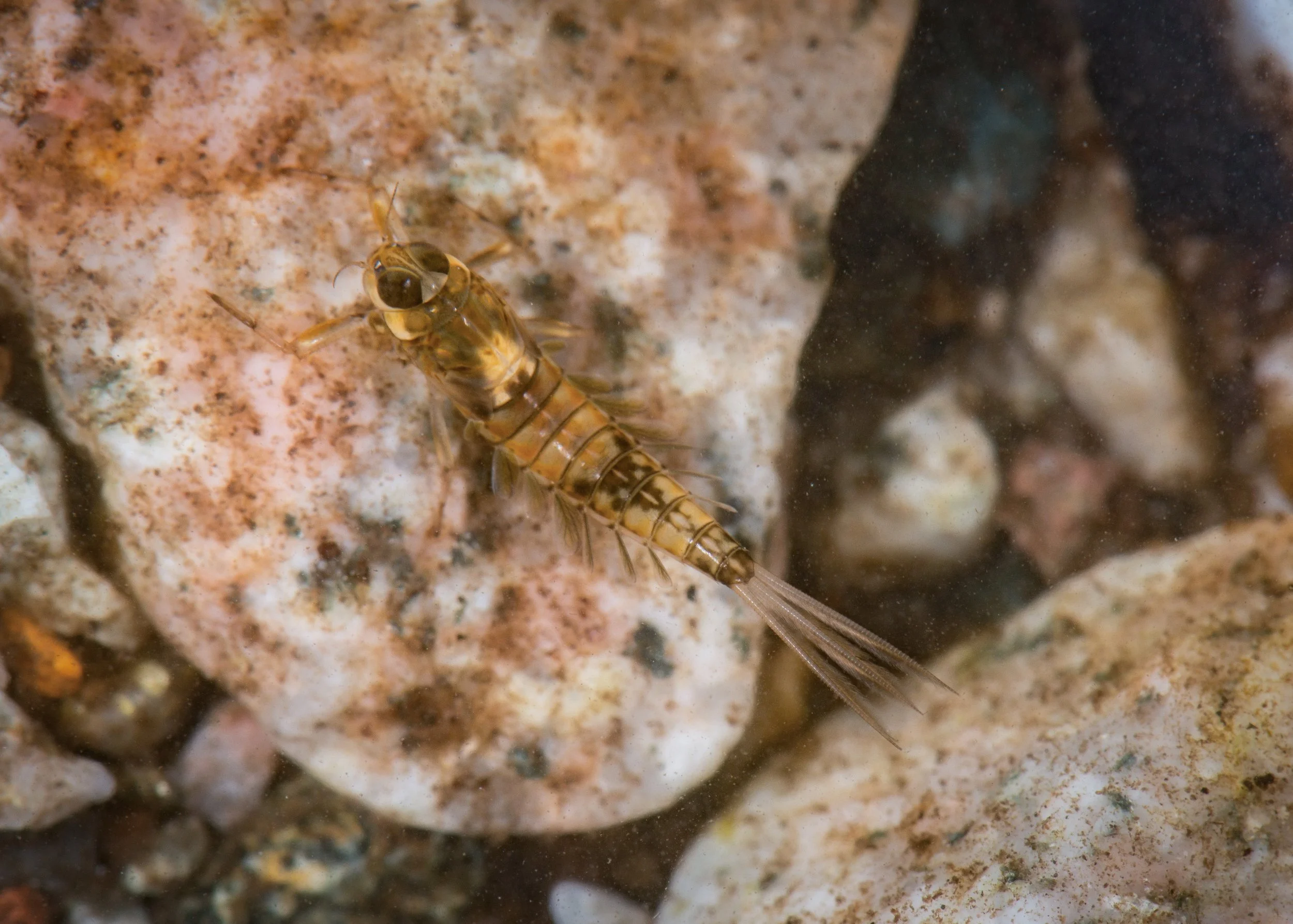 Metamonius 2 - 1.jpeg