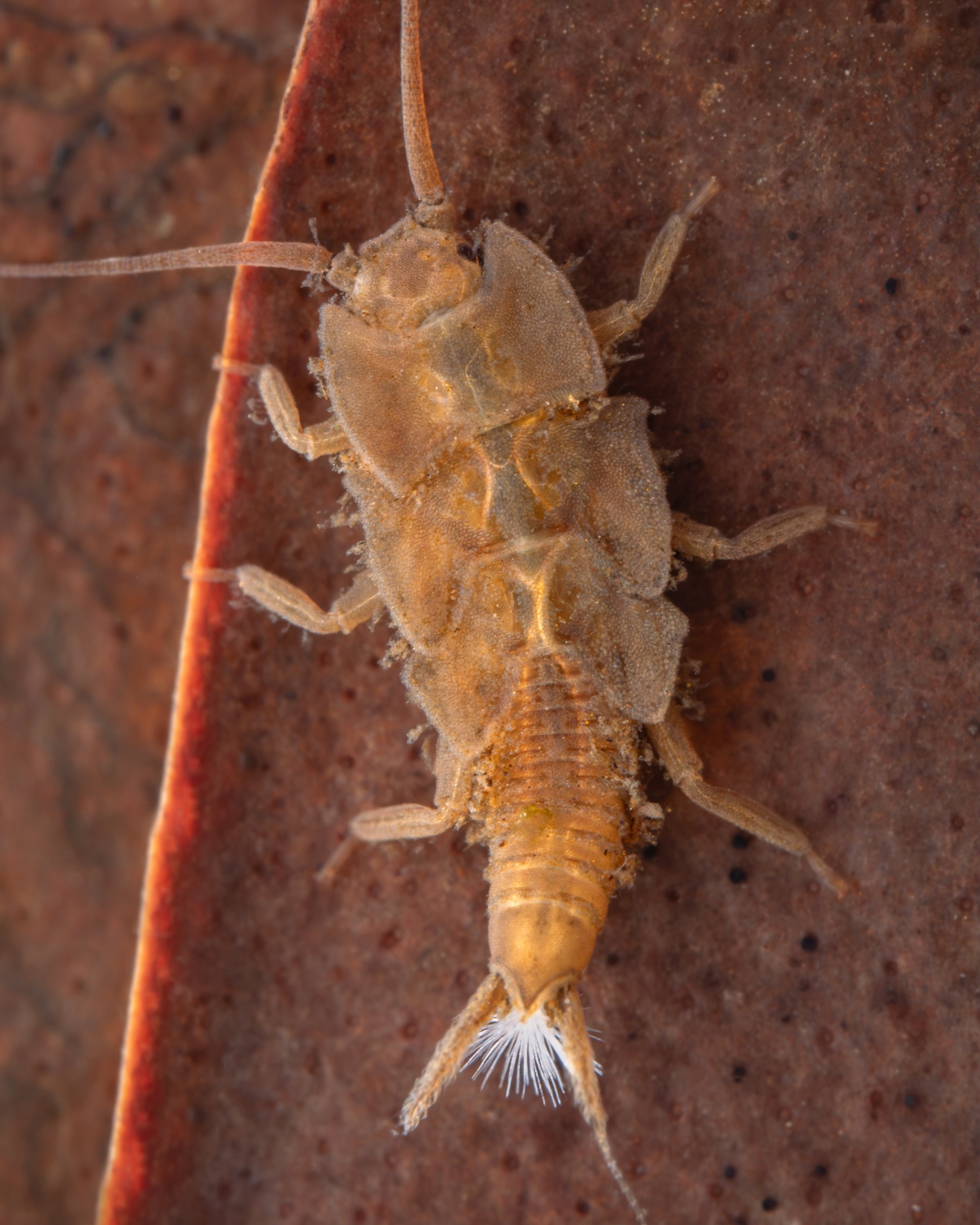 Plecoptera - 30.jpeg