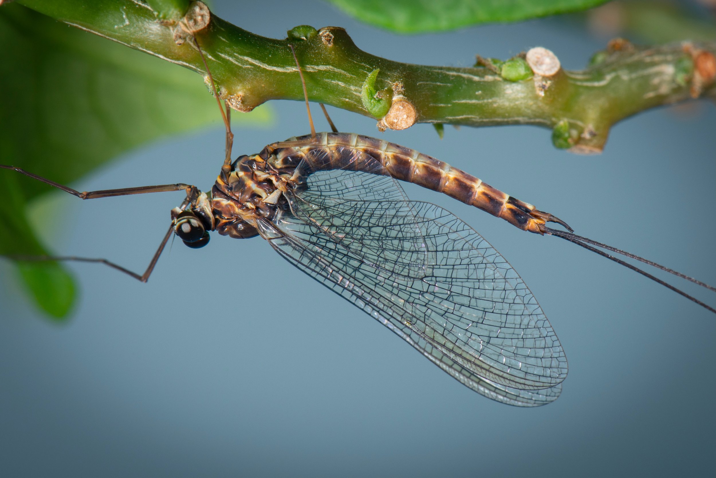 Siphlonuridae - 7.jpeg