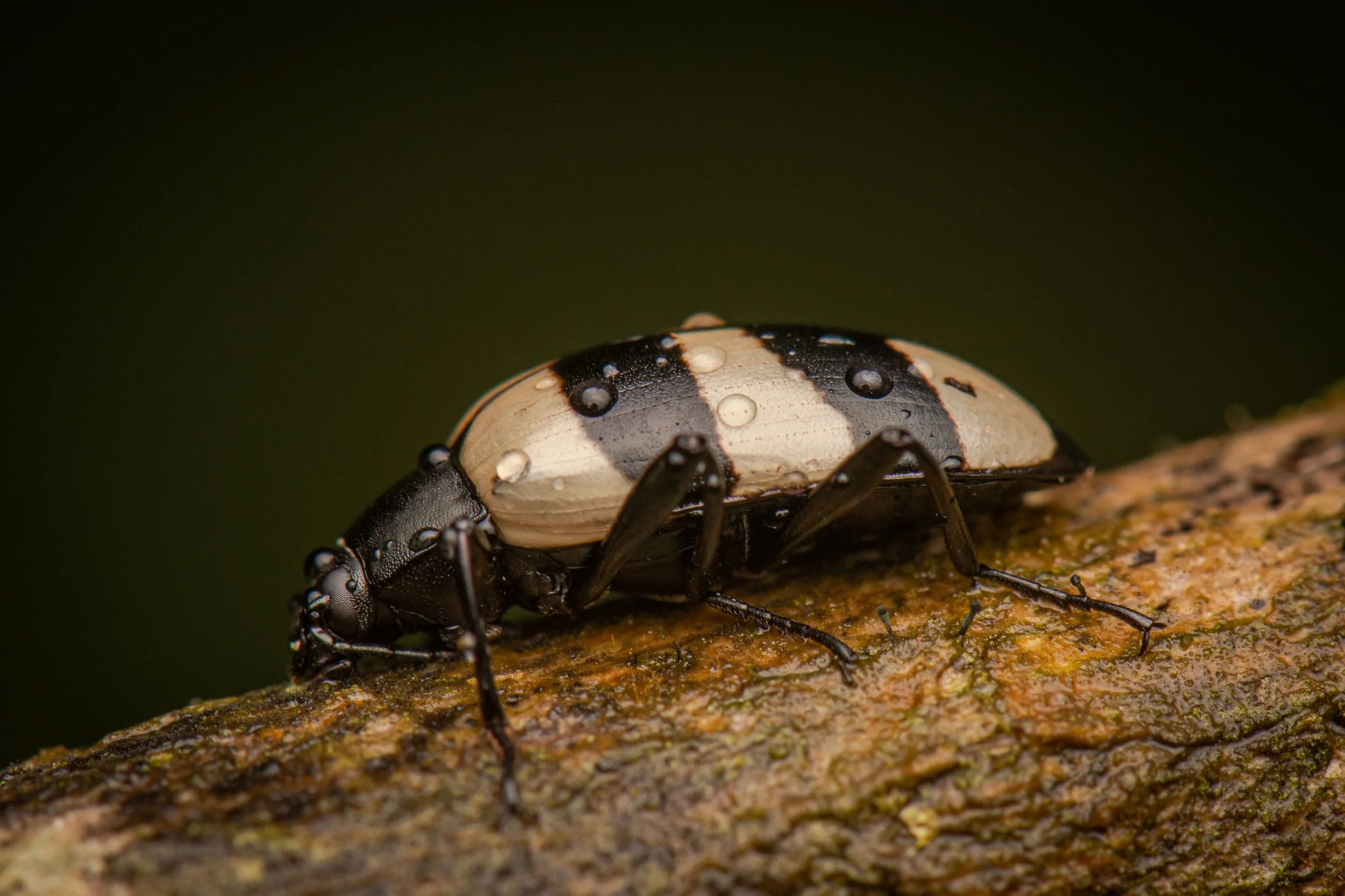 Coleoptera - 113.jpg