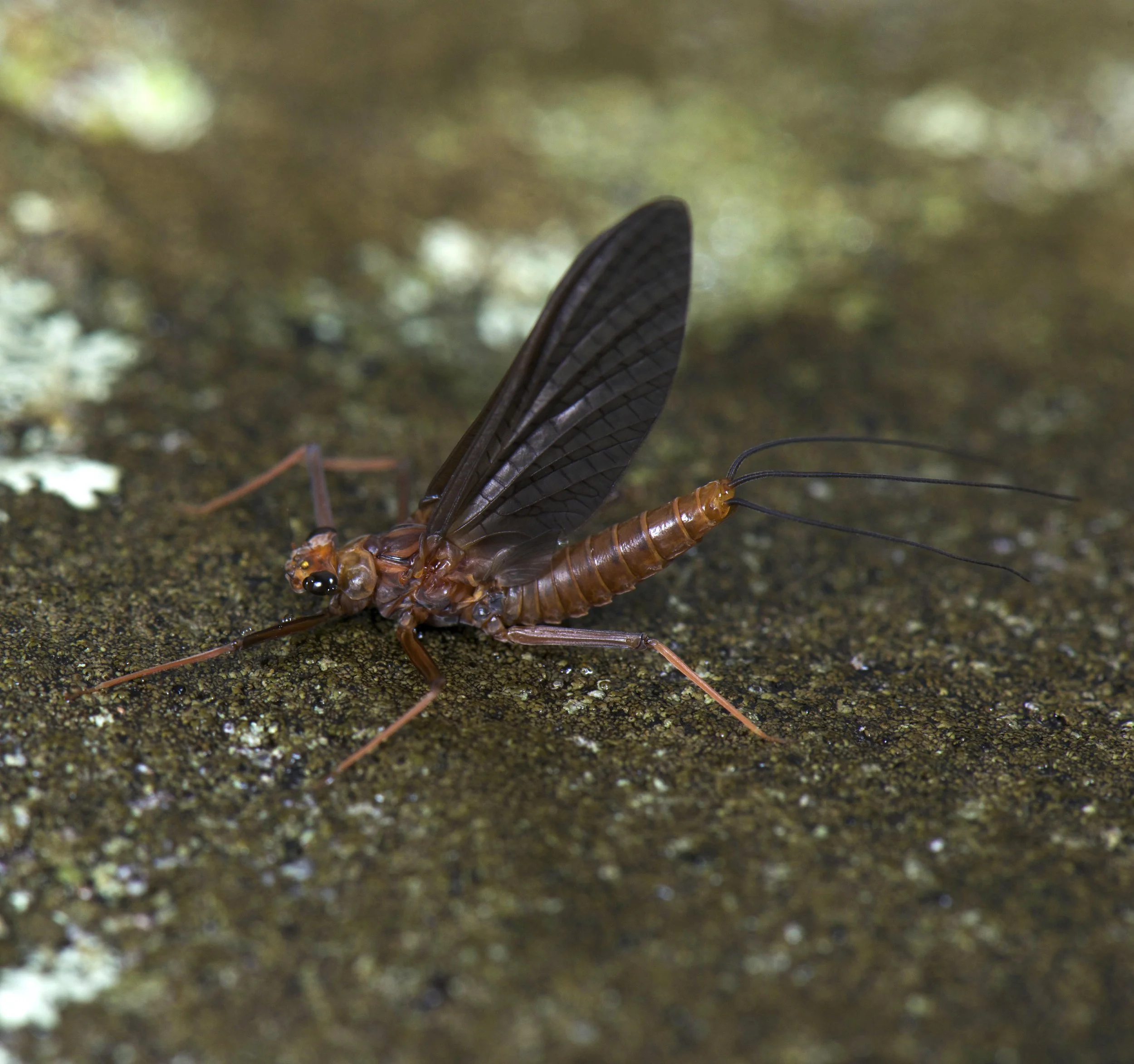Ephemeroptera - 32.jpg