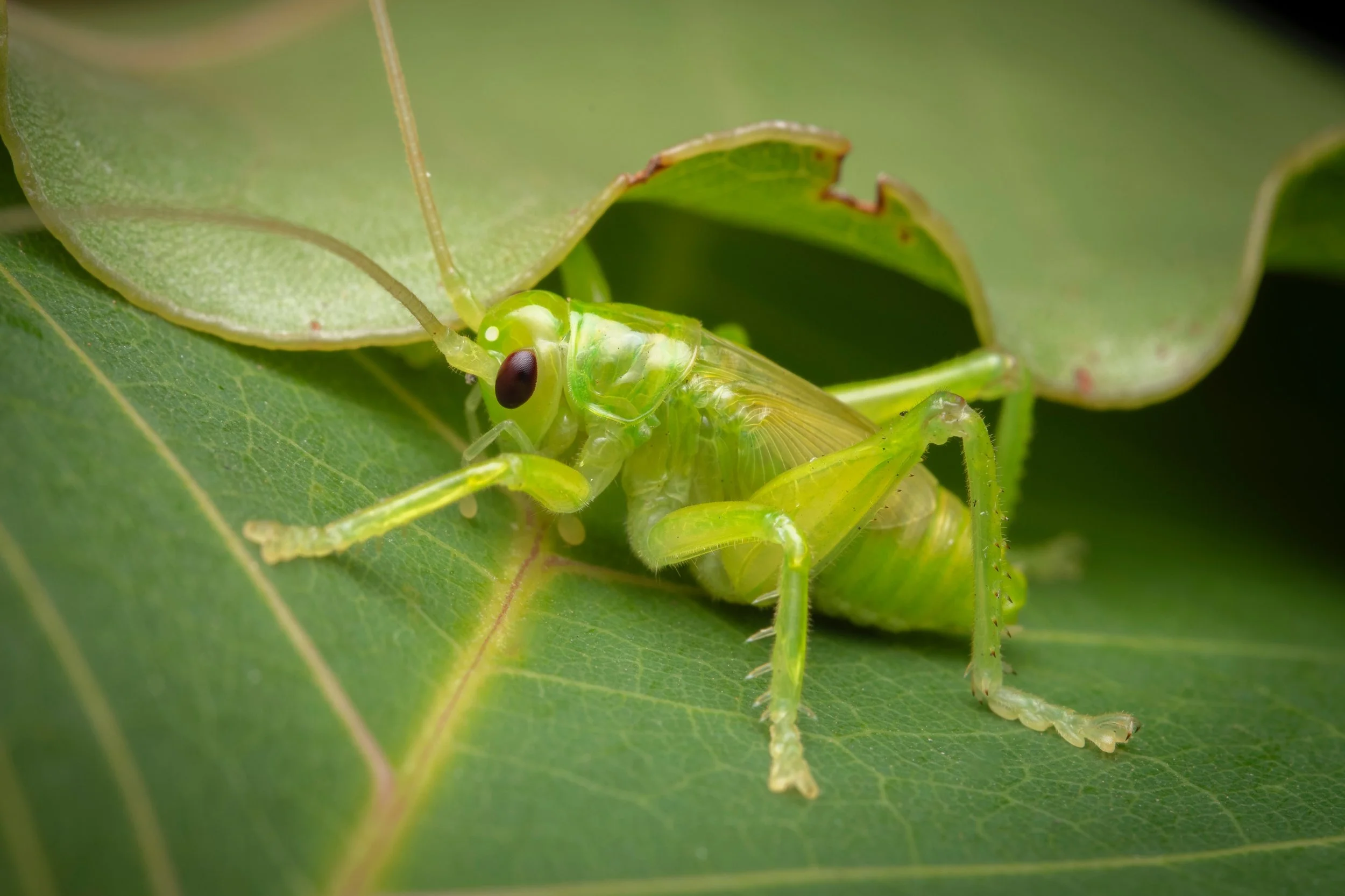 Orthoptera - 1 (1).jpeg