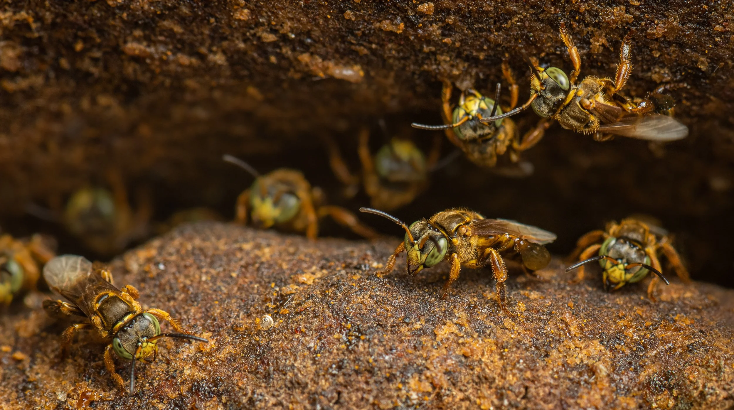 Hymenoptera - 66.jpg