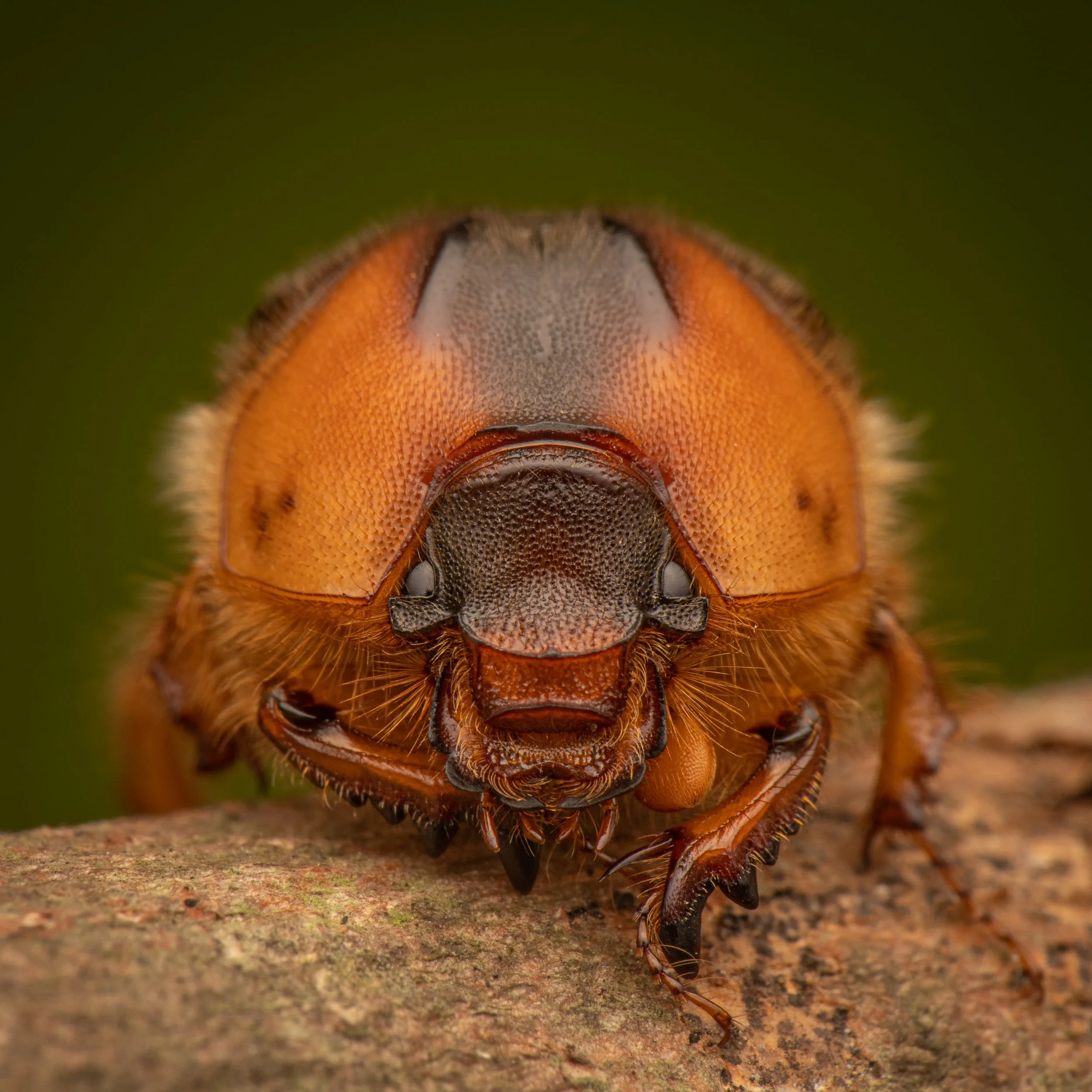 Coleoptera - 102.jpg