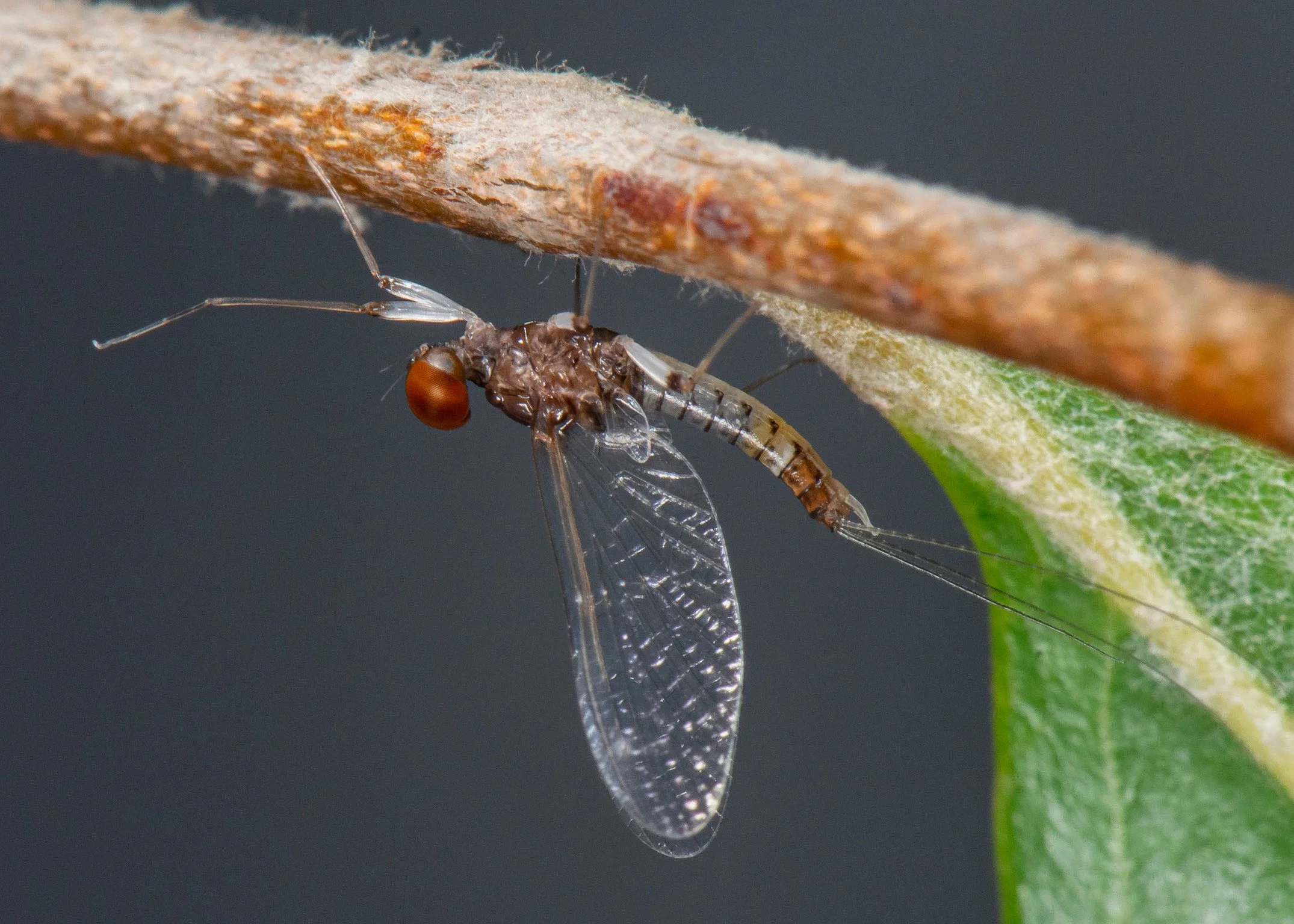 Leptophlebiidae - 10.jpeg