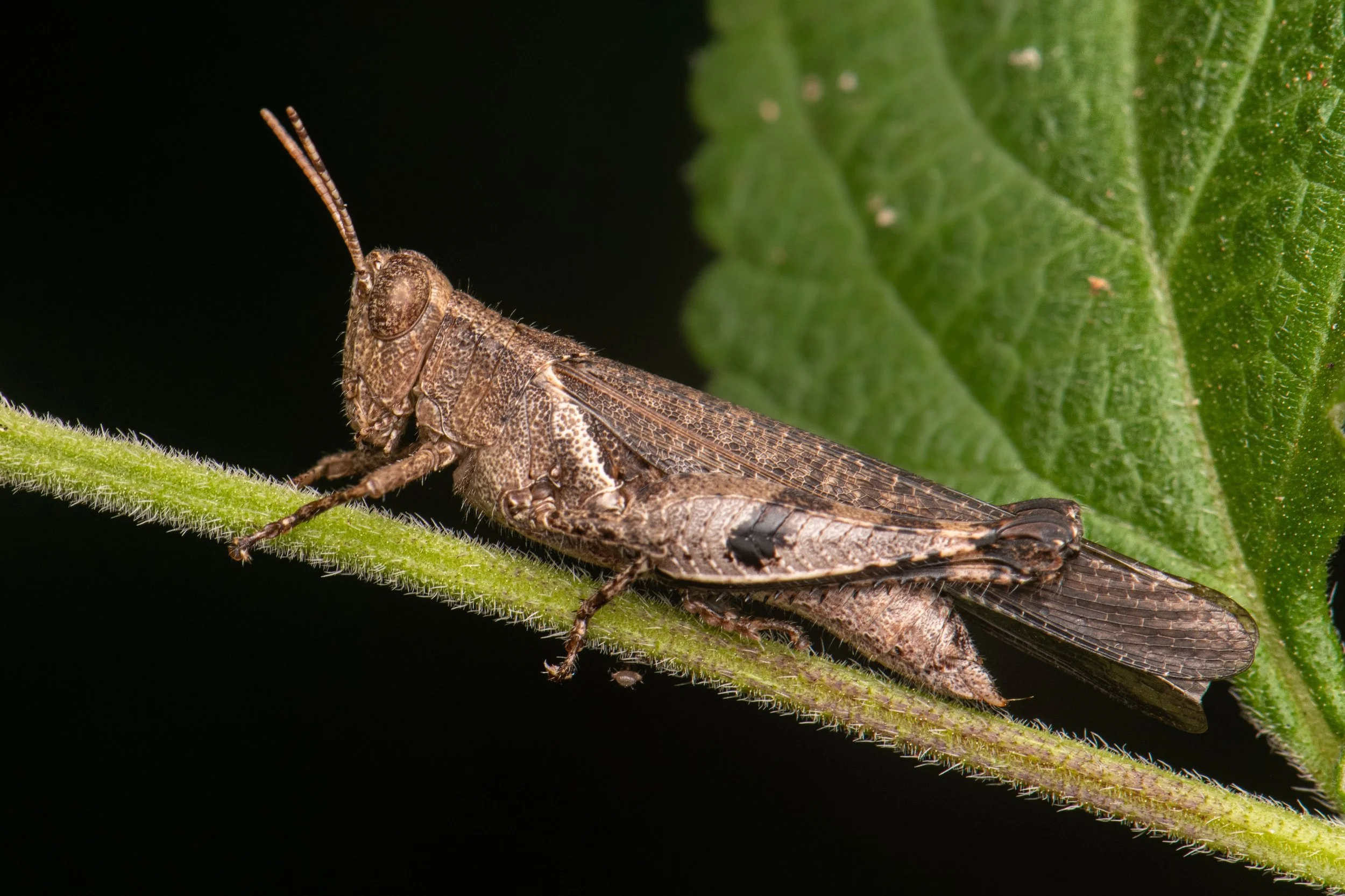 Orthoptera - 68.jpeg