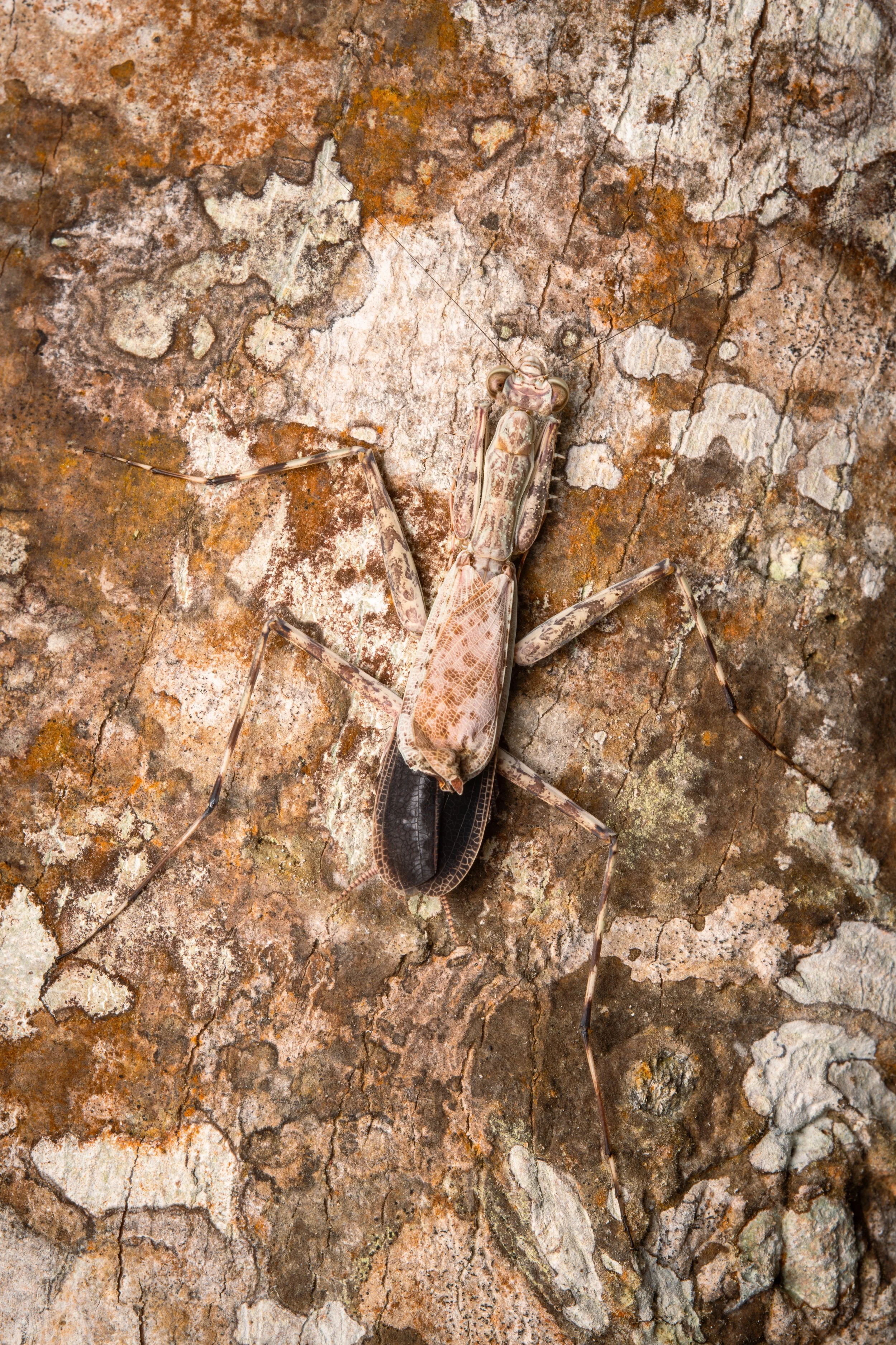 Mata_do_Paraíso - 10.jpeg