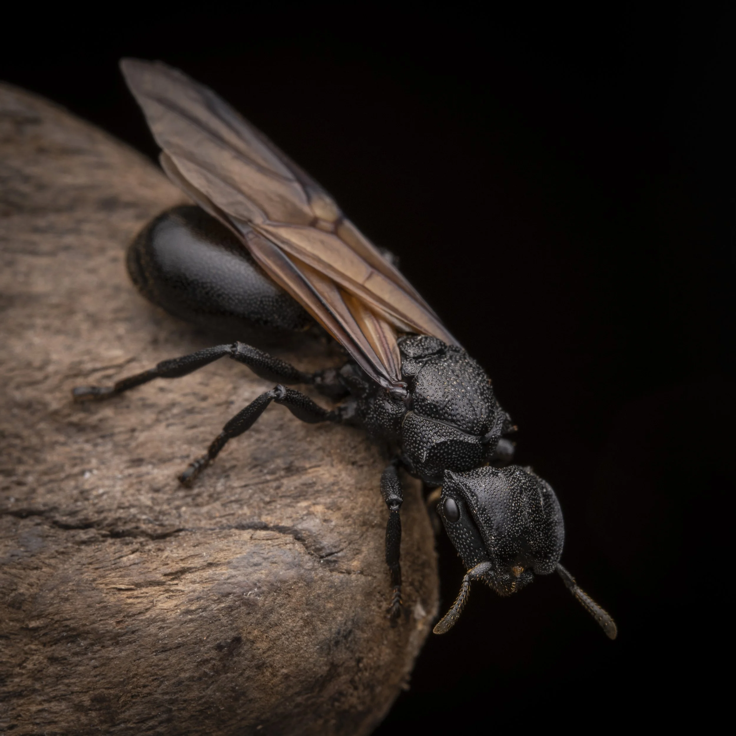 Hymenoptera - 44.jpg