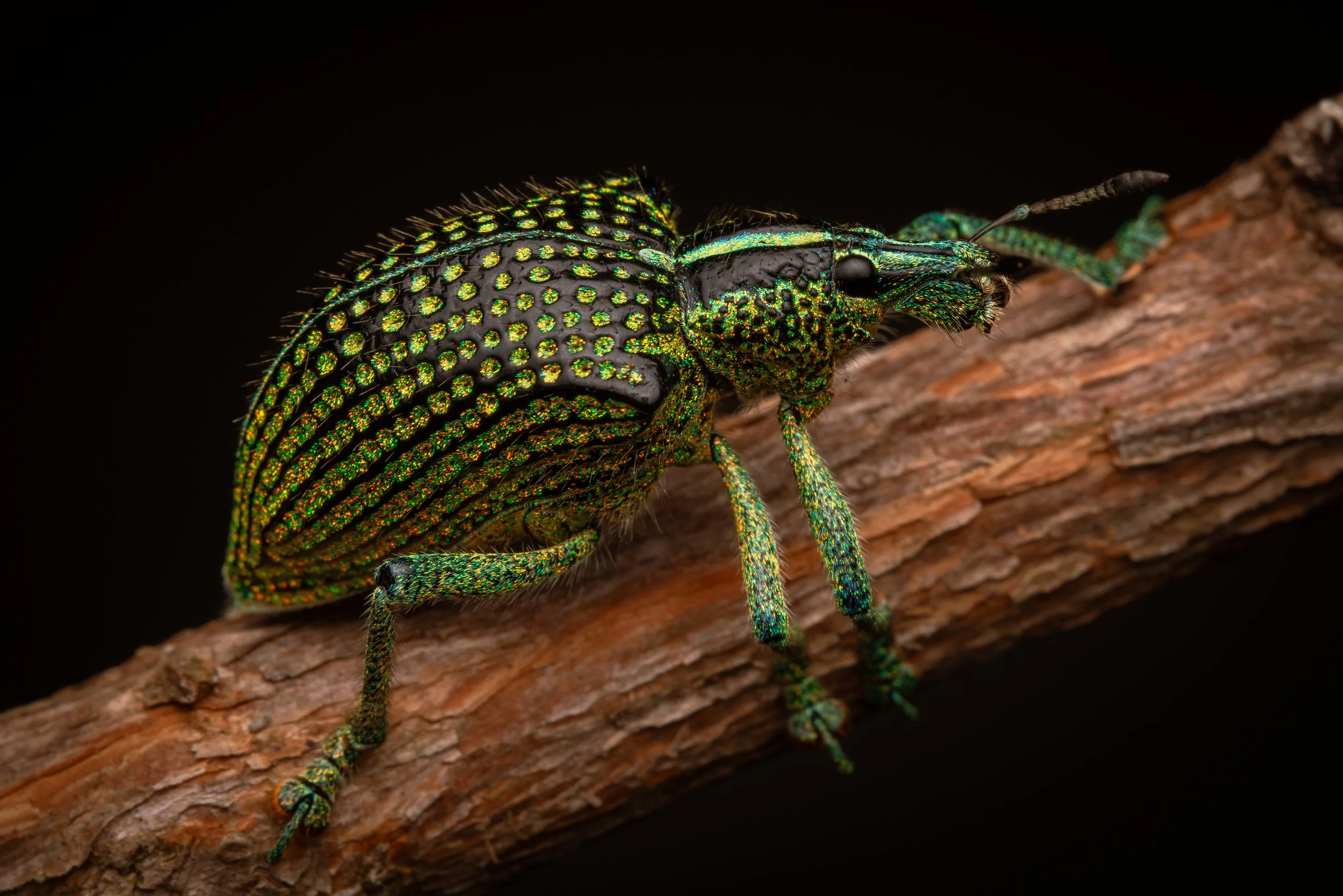 Coleoptera - 32.jpg