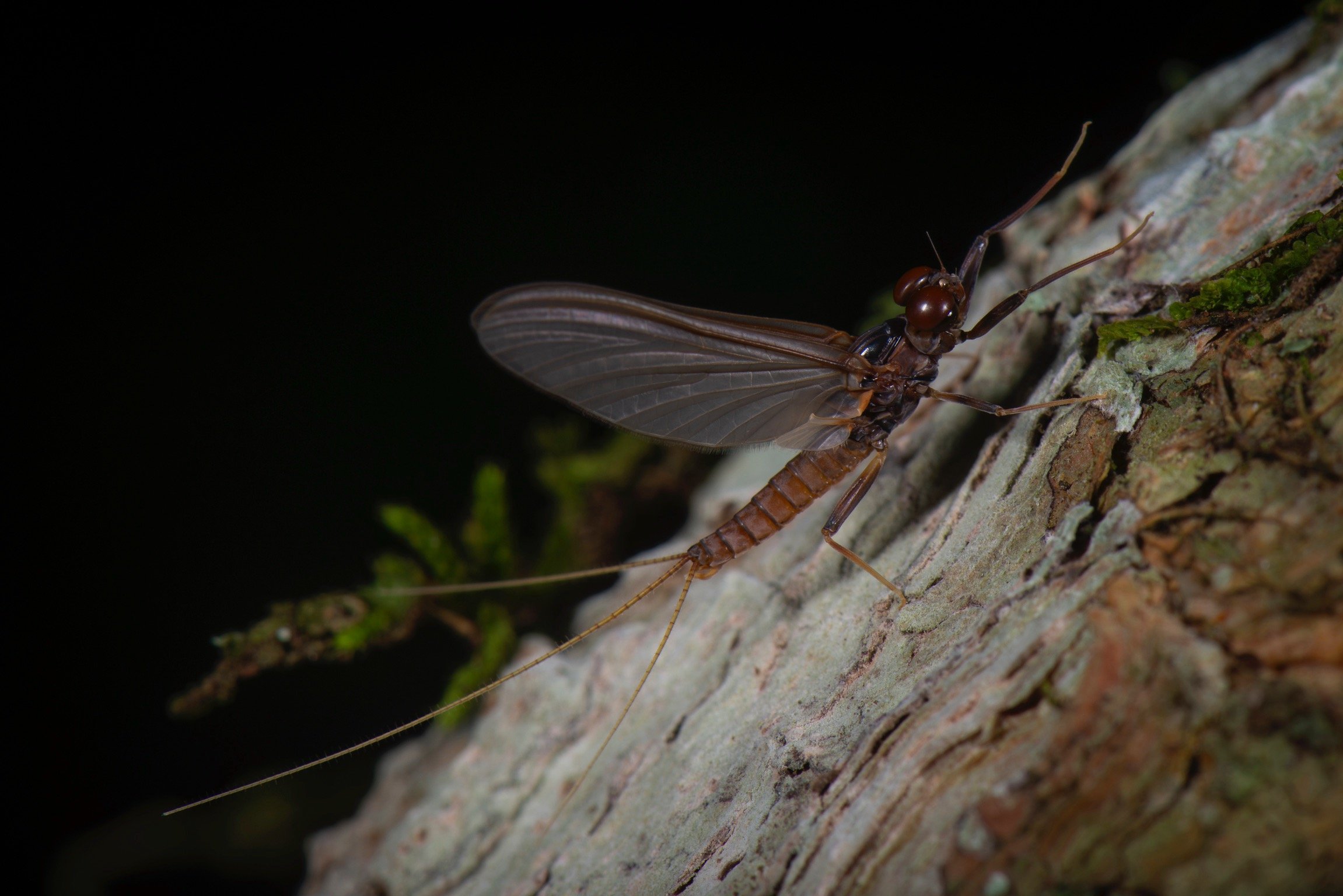 Leptophlebiidae - 30.jpeg