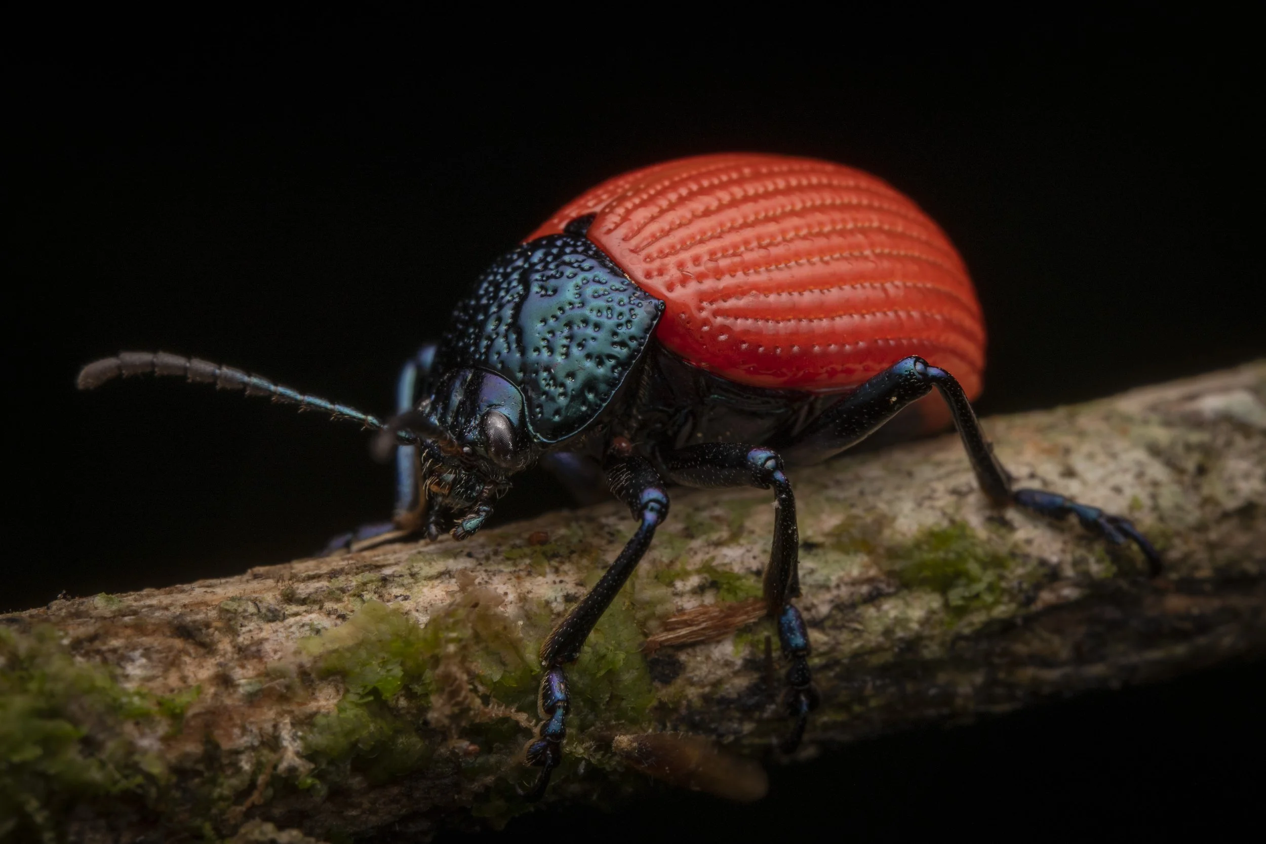 Coleoptera - 68.jpg