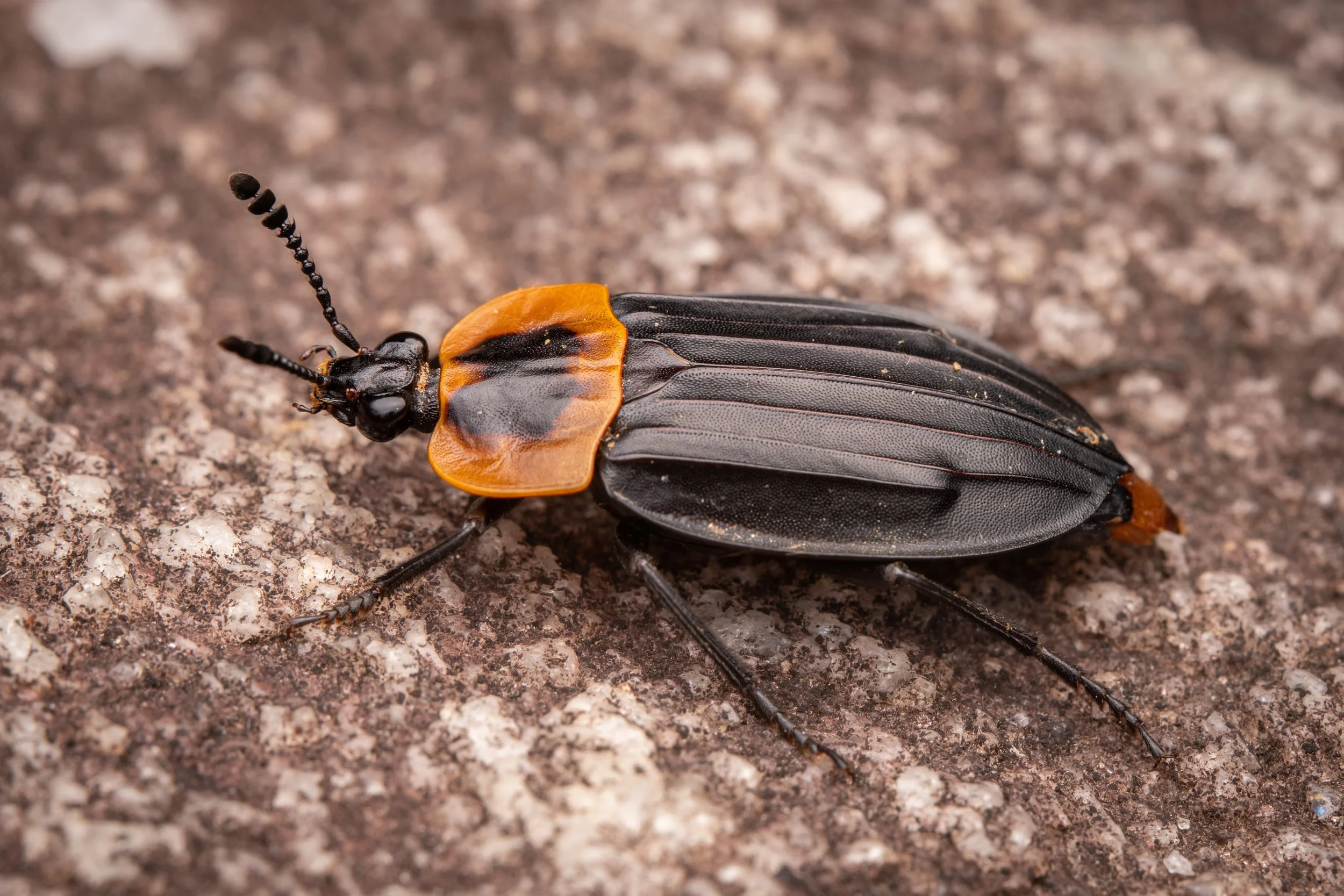 Coleoptera - 79.jpeg