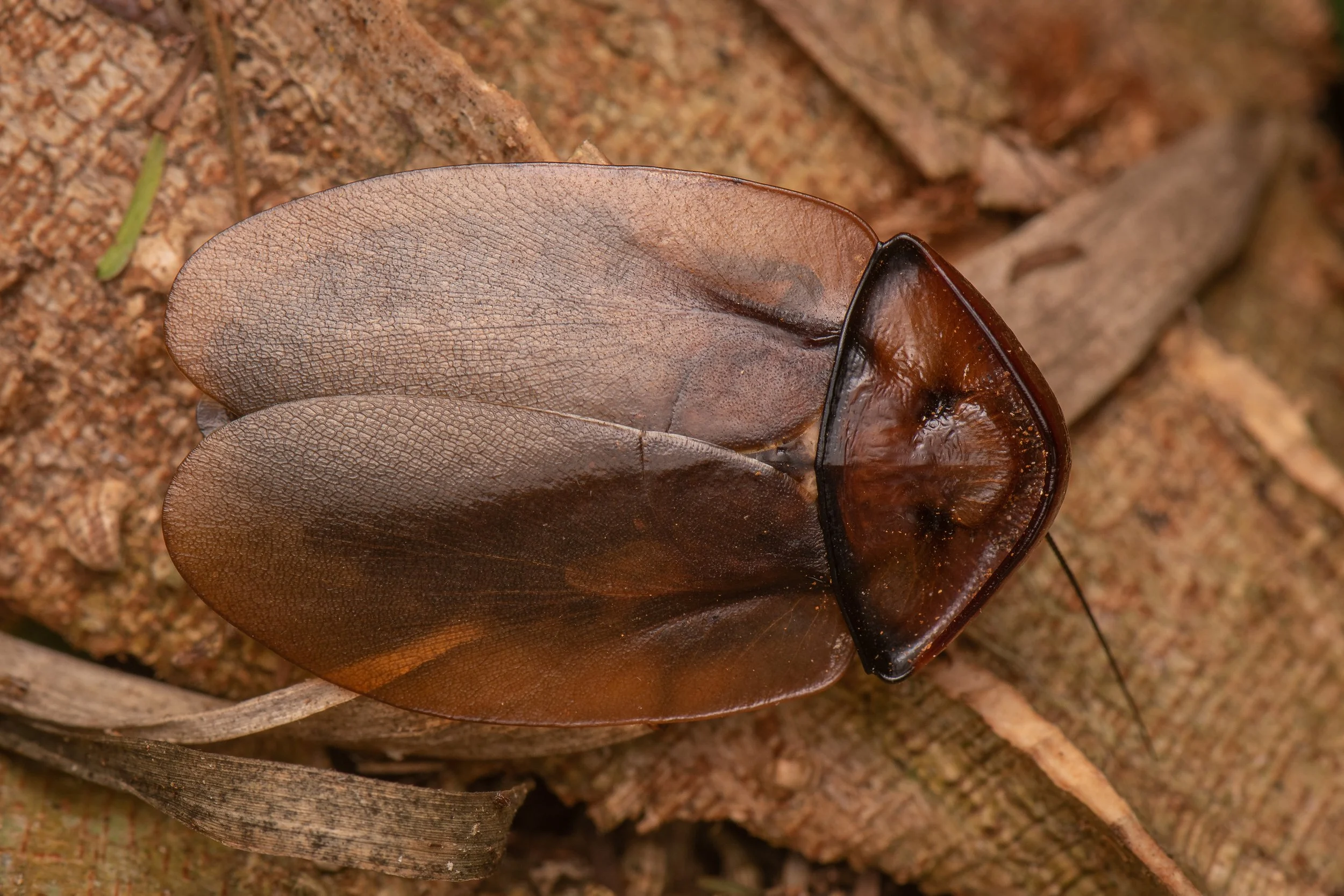 Blattodea - 20.jpg