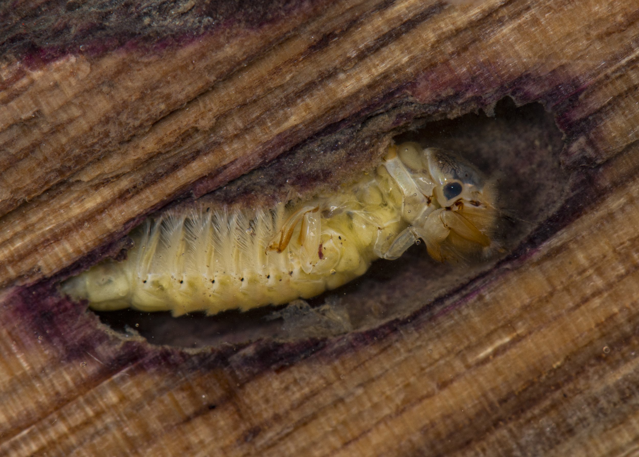 Ephemeroptera - 20.JPG