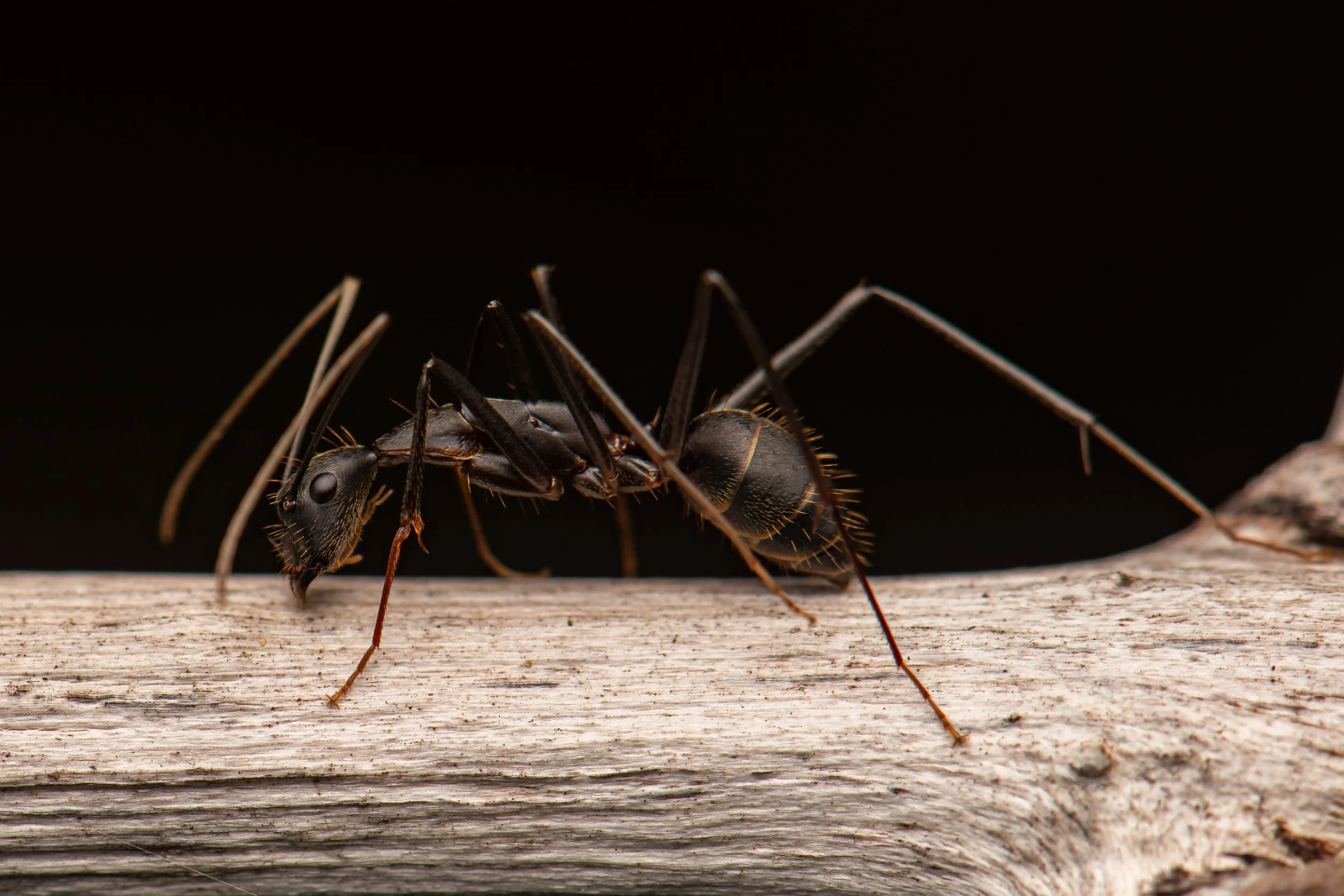 Hymenoptera - 63.jpg