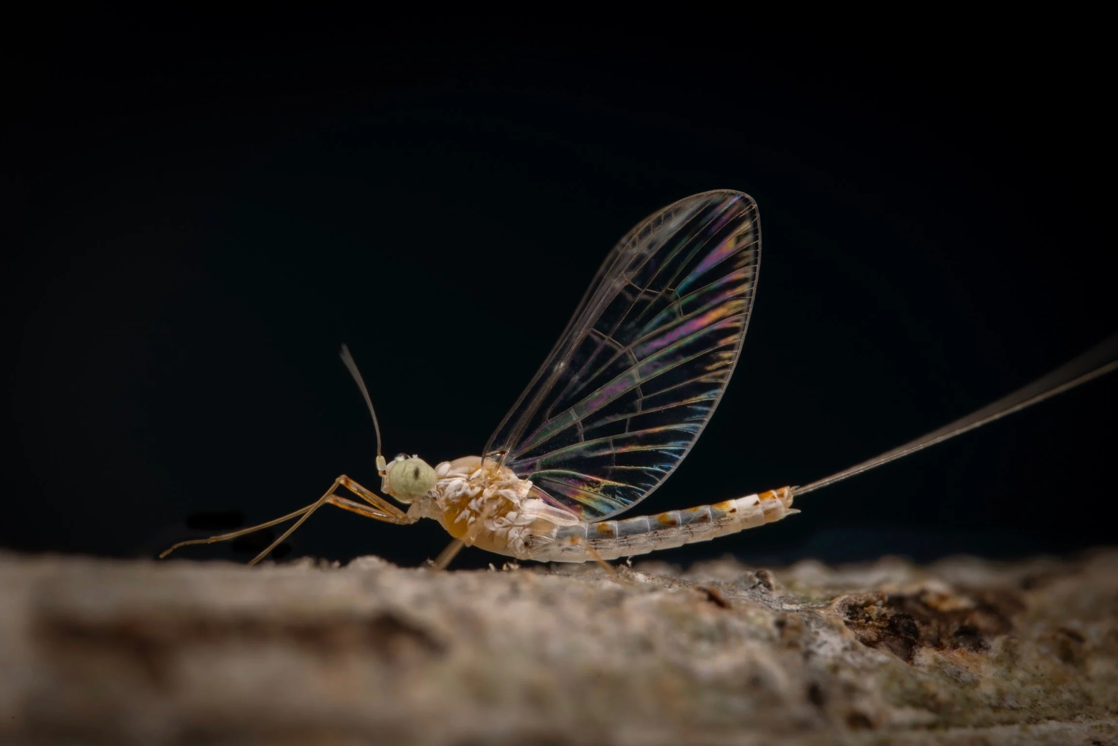 Baetidae - 36.jpeg