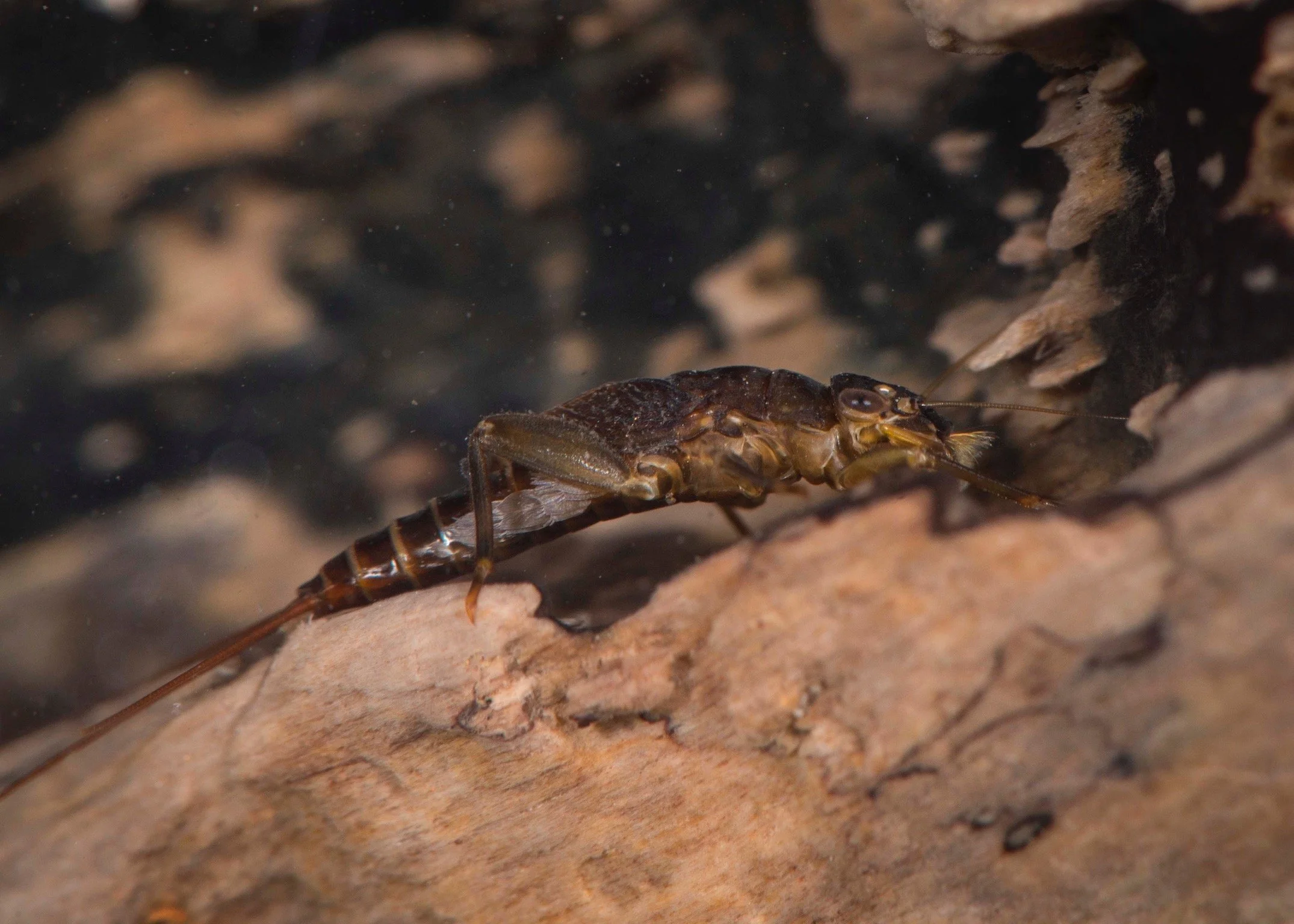 Leptophlebiidae - 31.jpeg