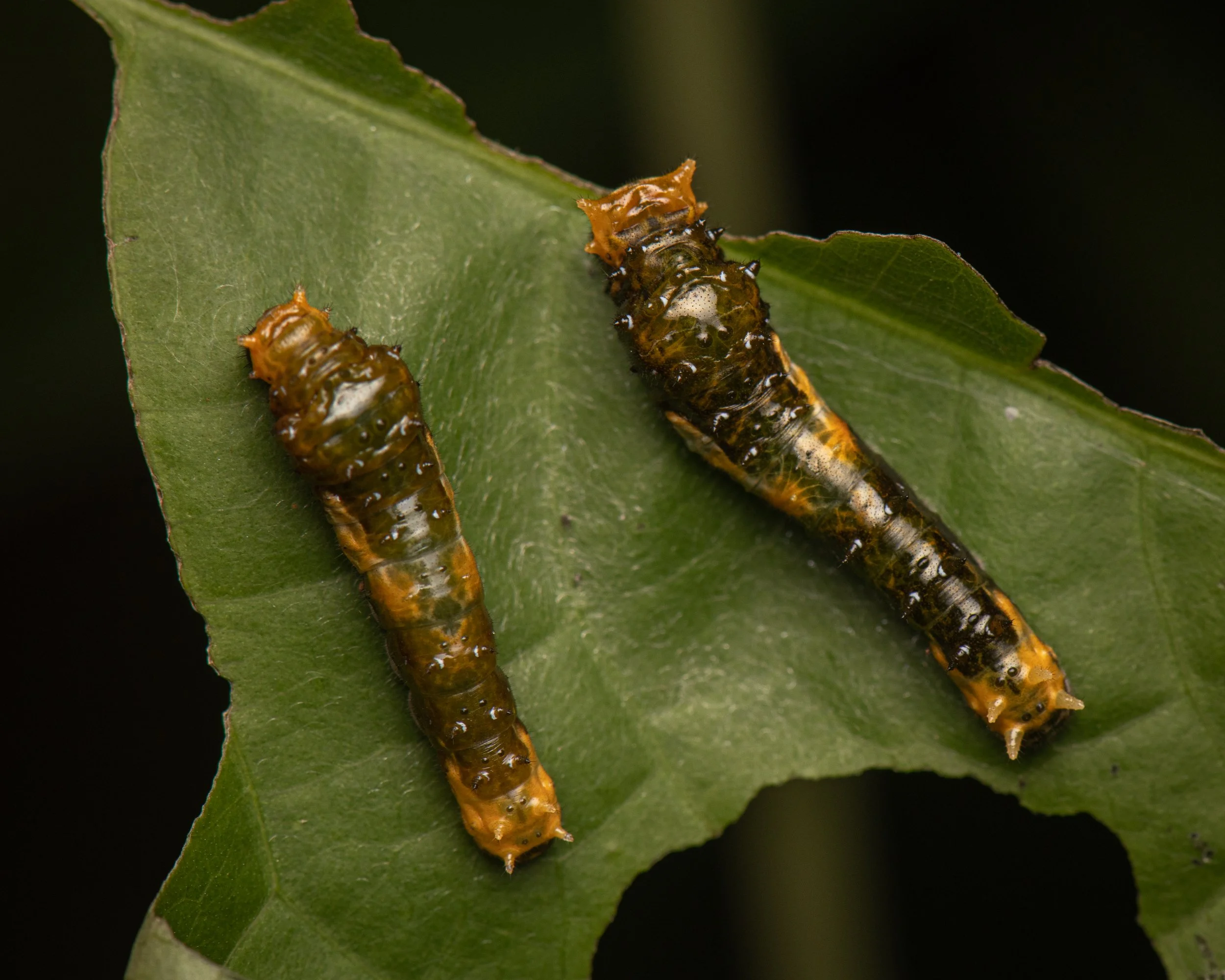 Lepidoptera - 40.jpg