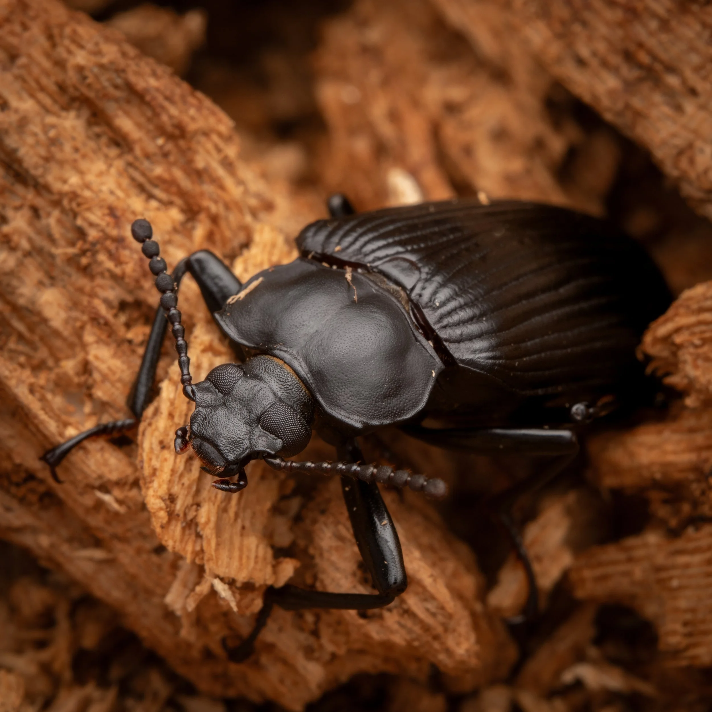 Coleoptera - 13.jpg