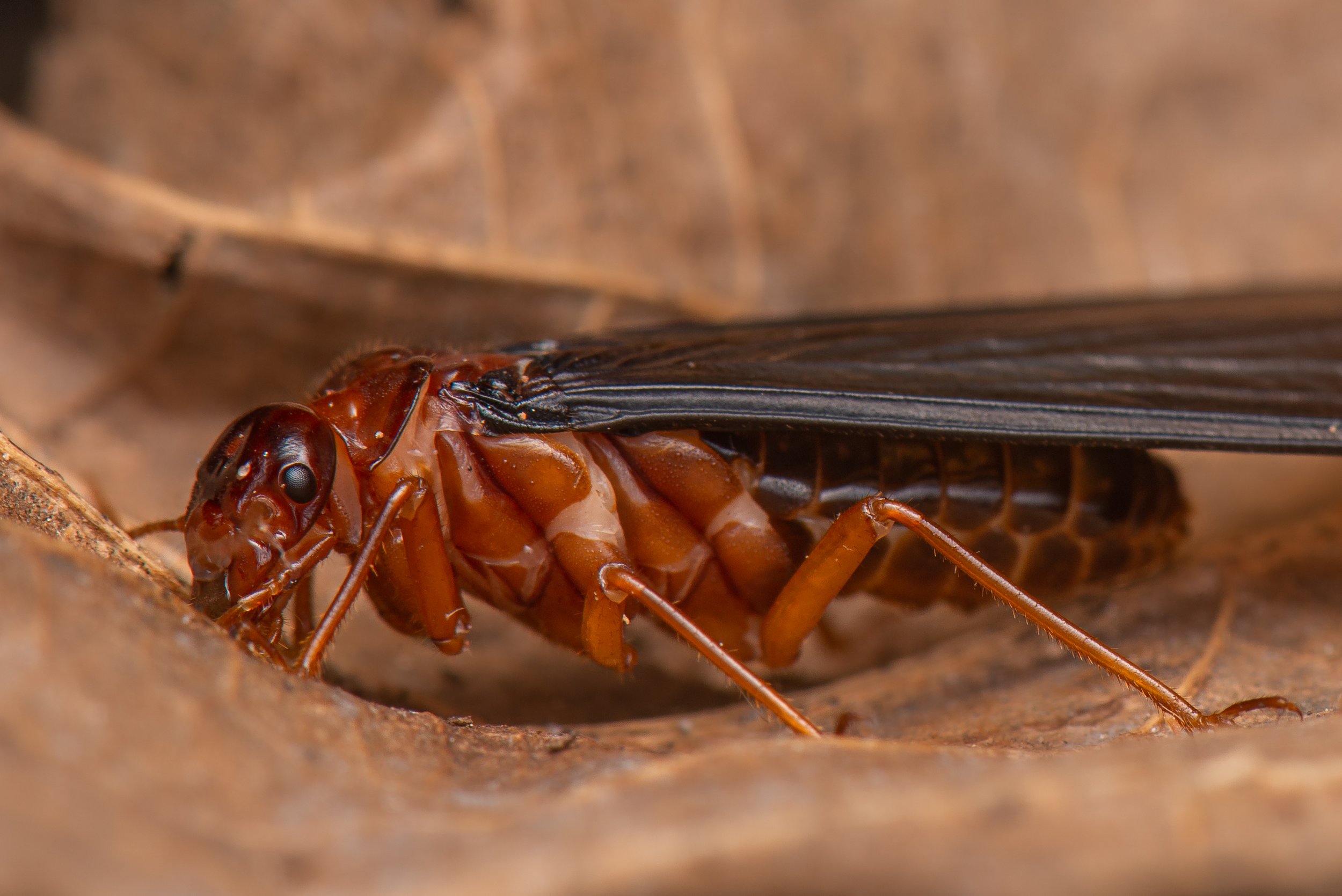 Blattodea - 14.jpg