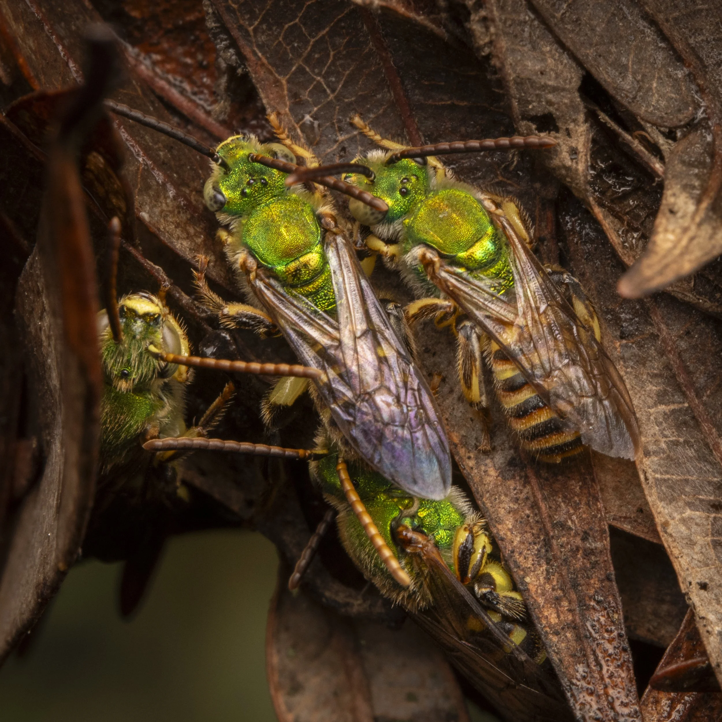 Hymenoptera - 16.jpg