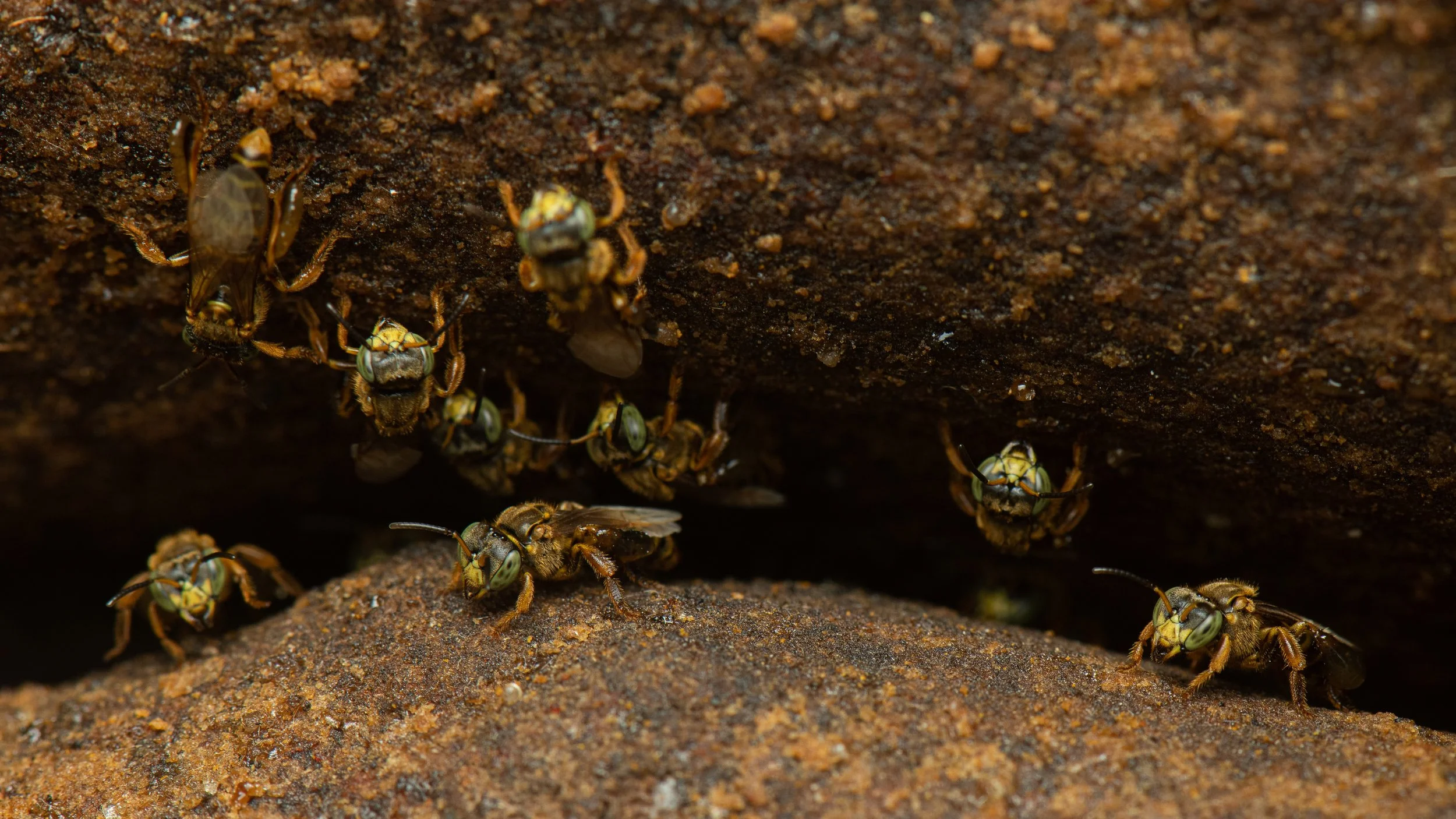 Hymenoptera - 68.jpg