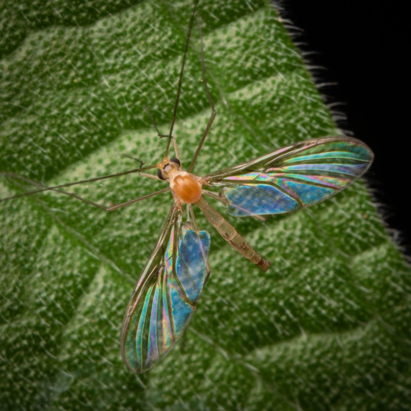 Diptera - 10.jpg