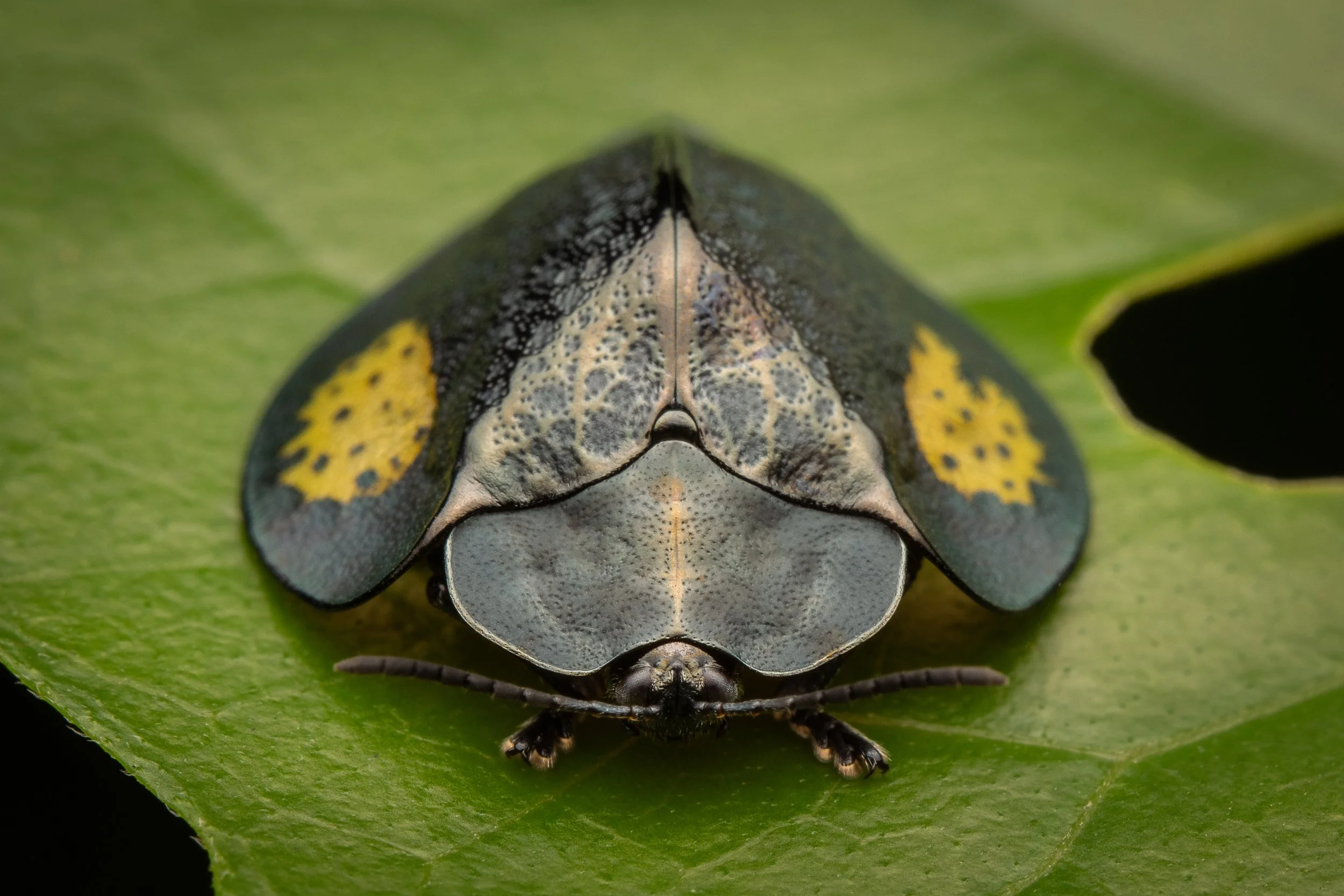 A close-up of a colorful insect on a green leaf, showing its decorated wings and body.